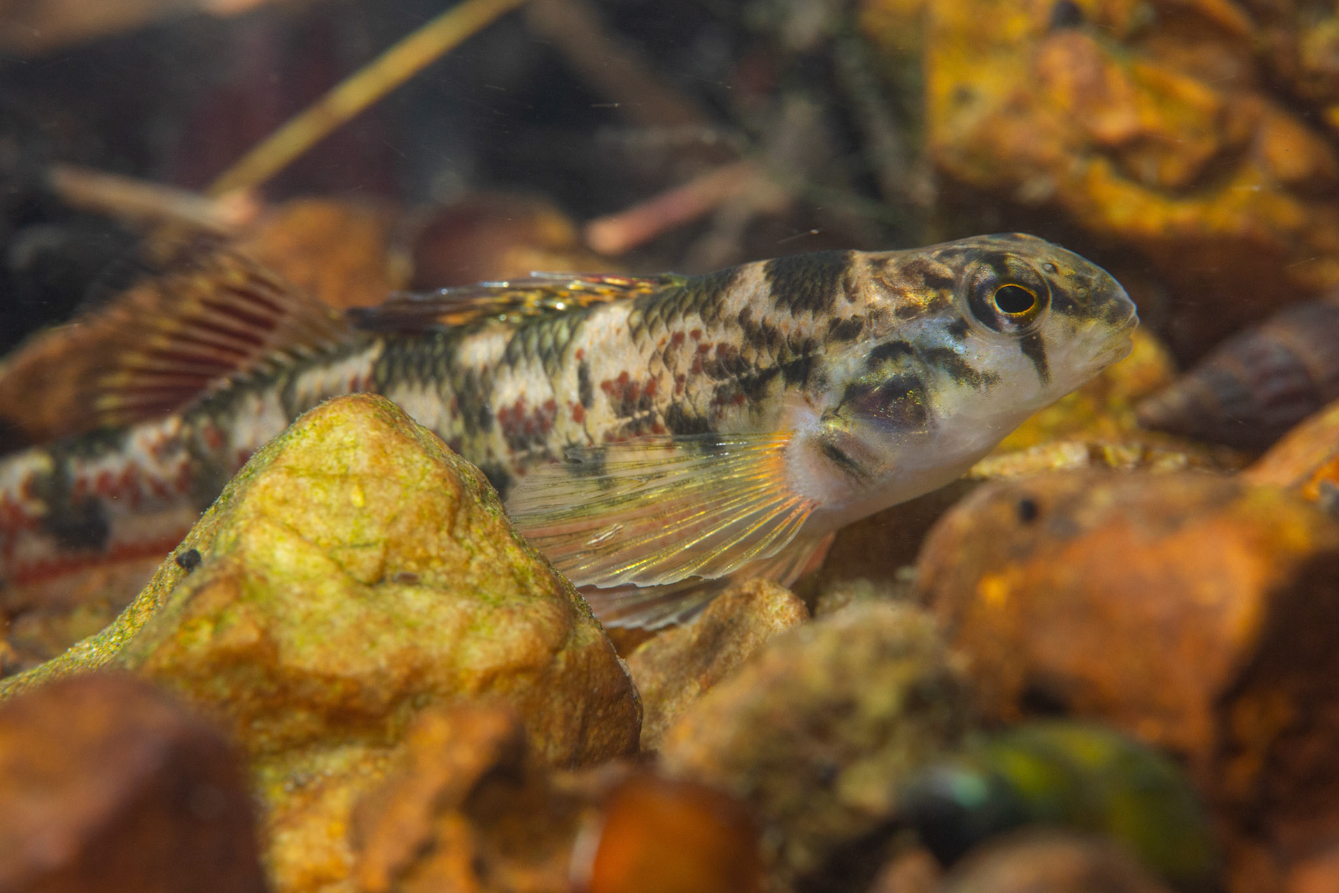Vermilion Darter (Etheostoma chermocki)