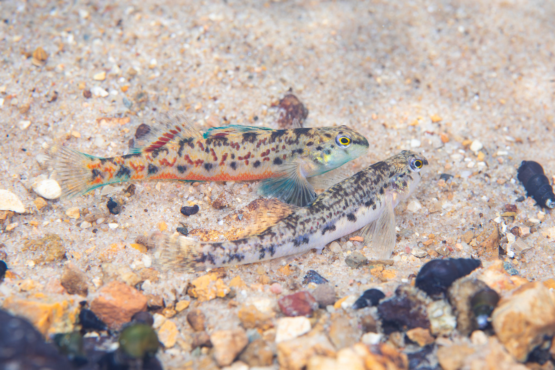 Tombigbee Darter
