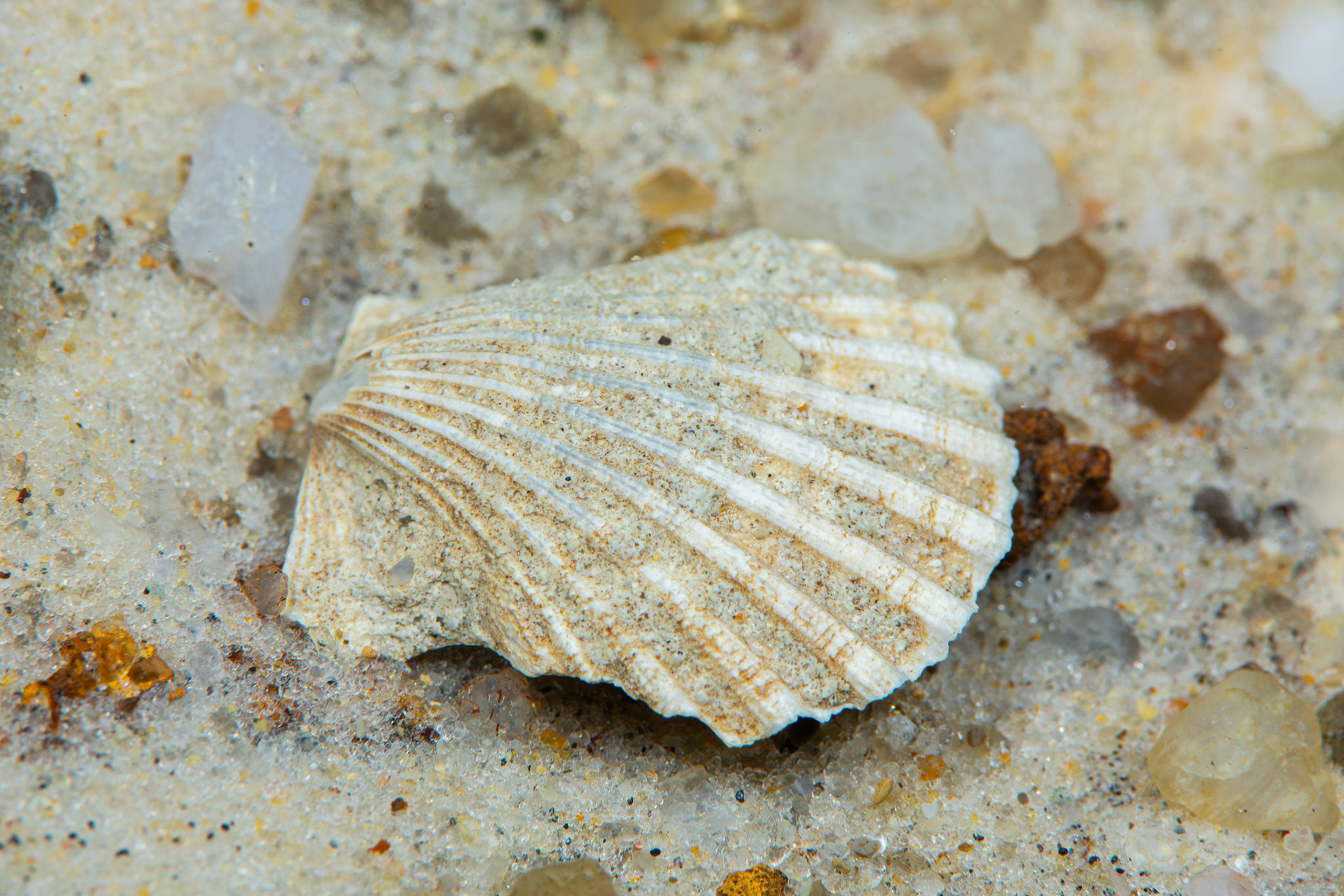 Fossilized Scallop