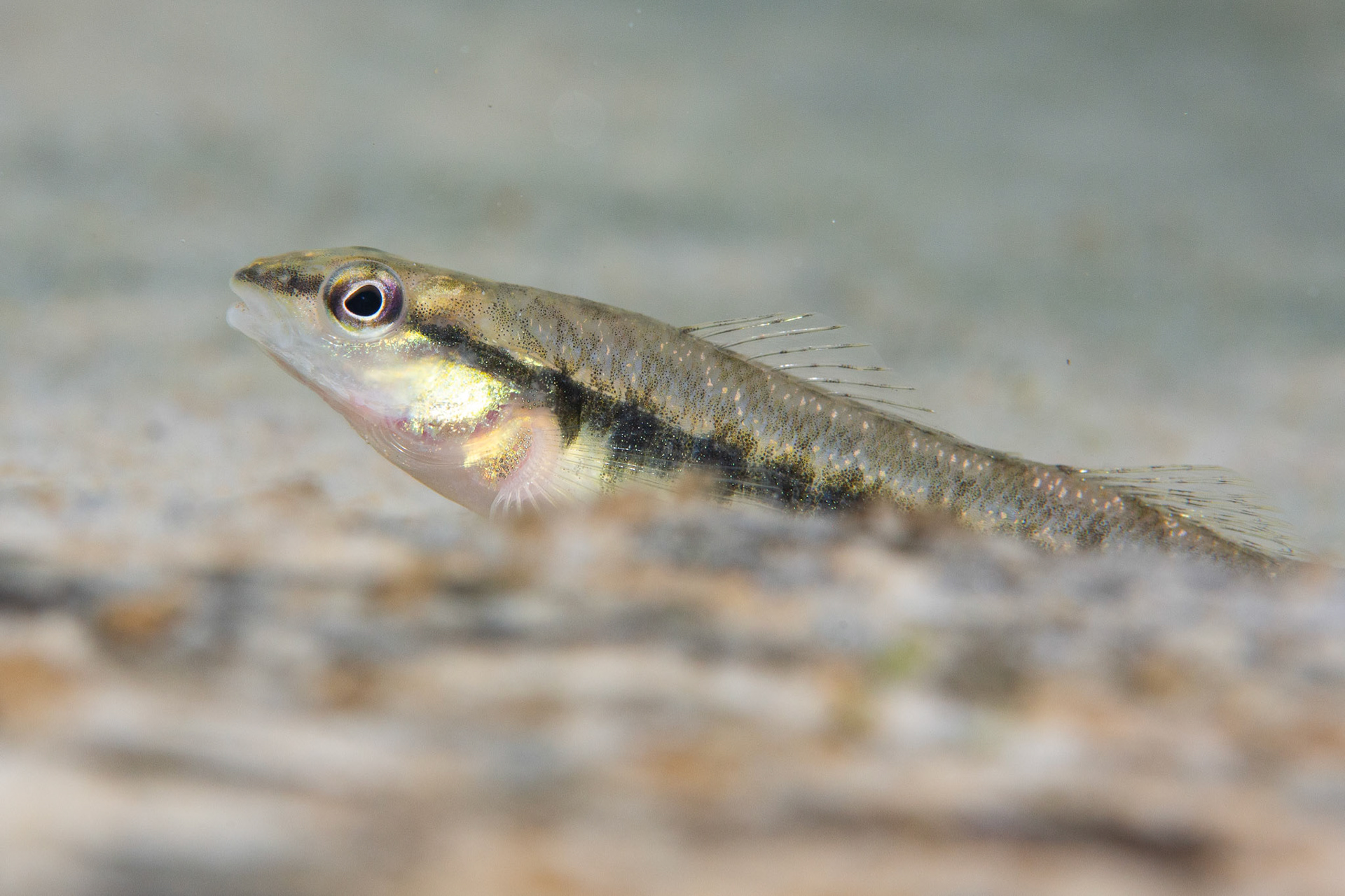 Blackbanded Darter