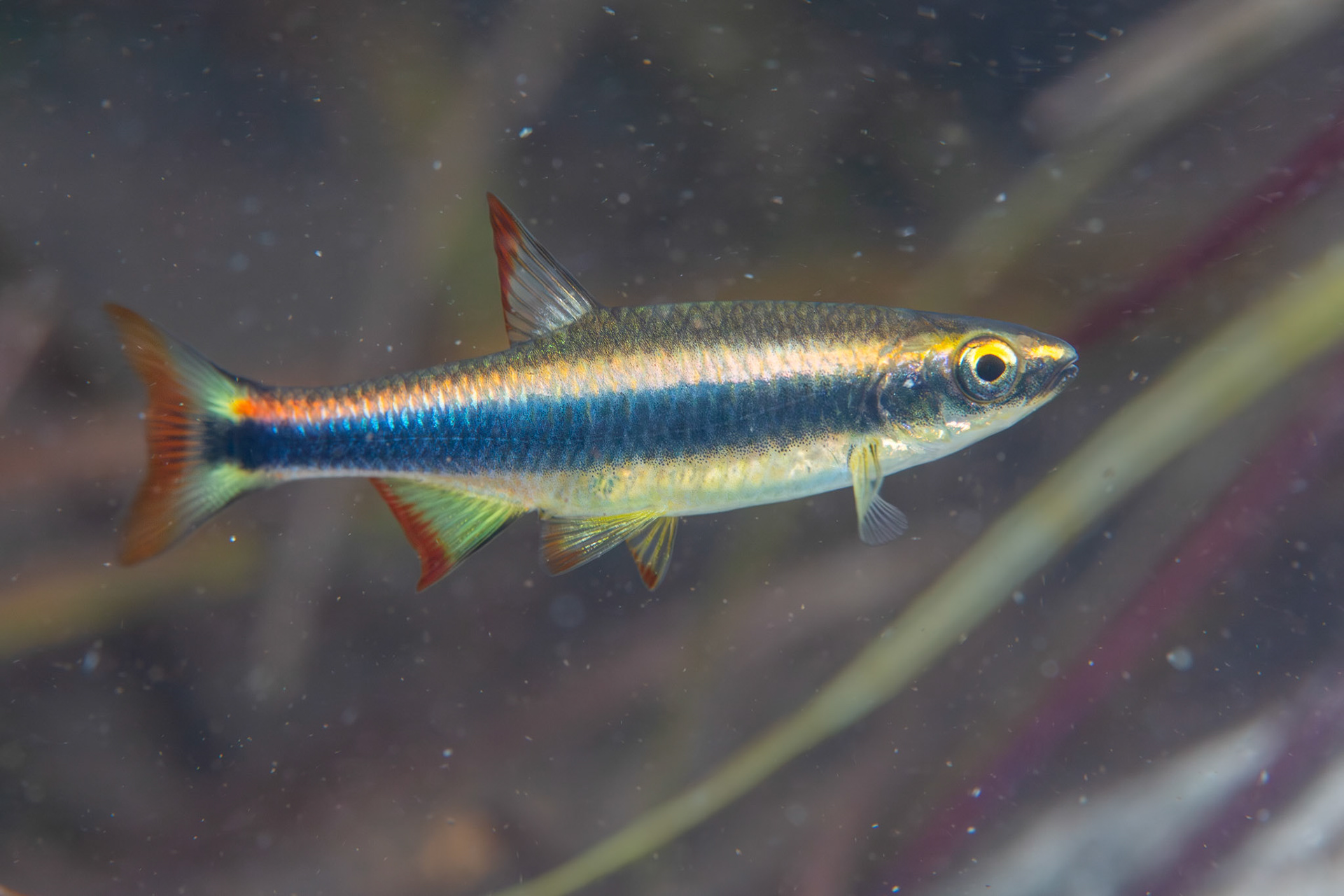 Flagfin Shiner (Pteronotropis signipinnis)