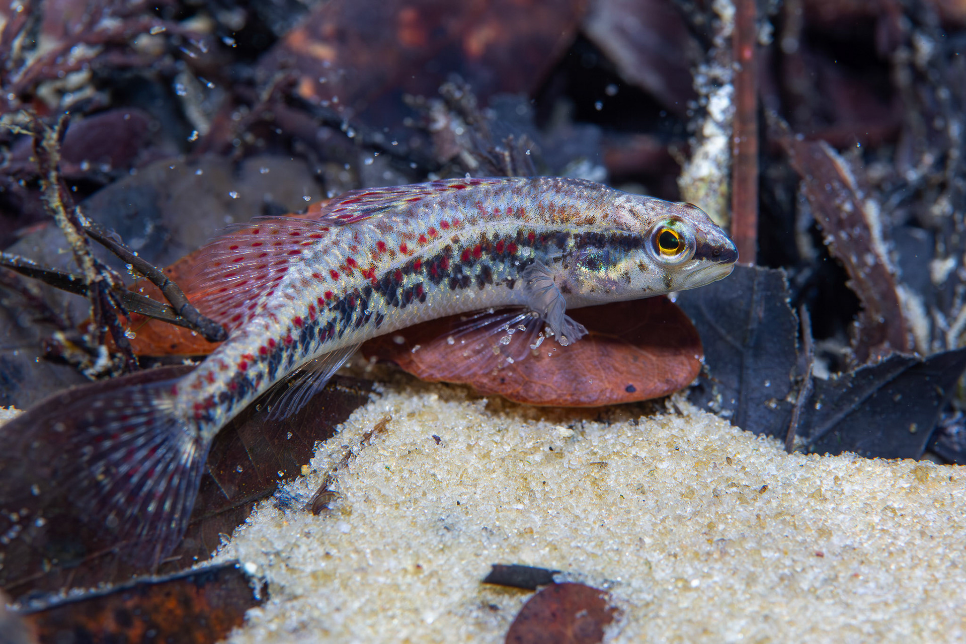 Brown Darter