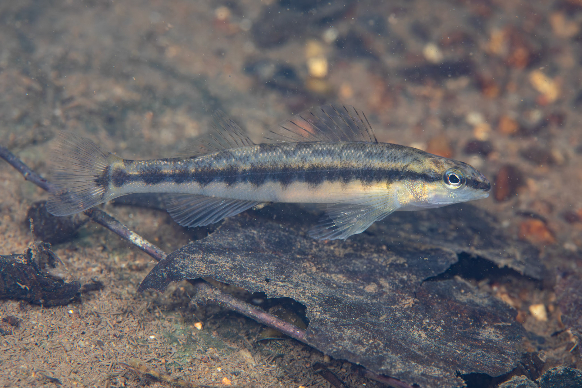 Blackbanded Darter