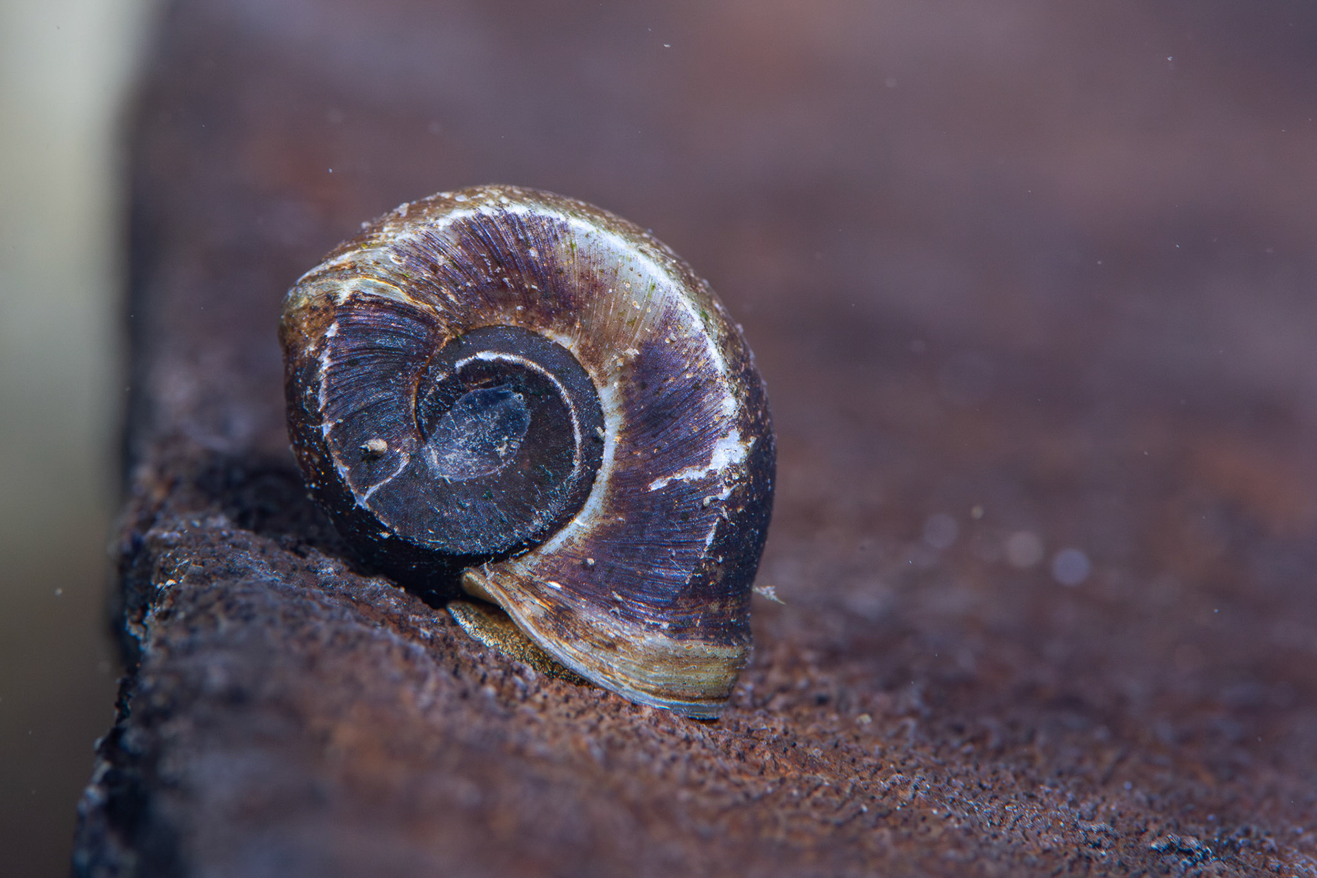 Ram's Horn Snail