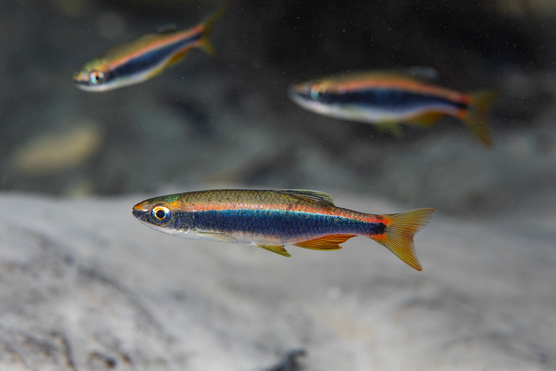 Orangetail Shiner