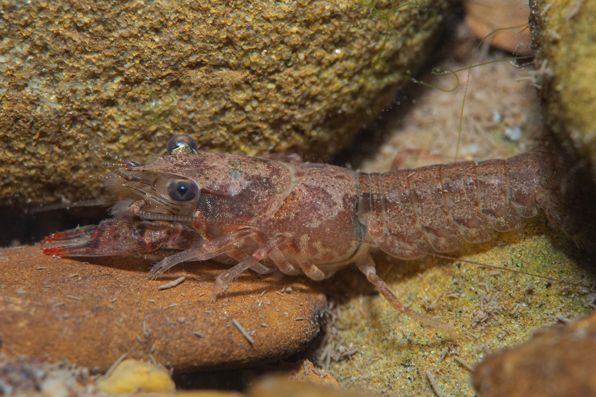 Powerful Crayfish