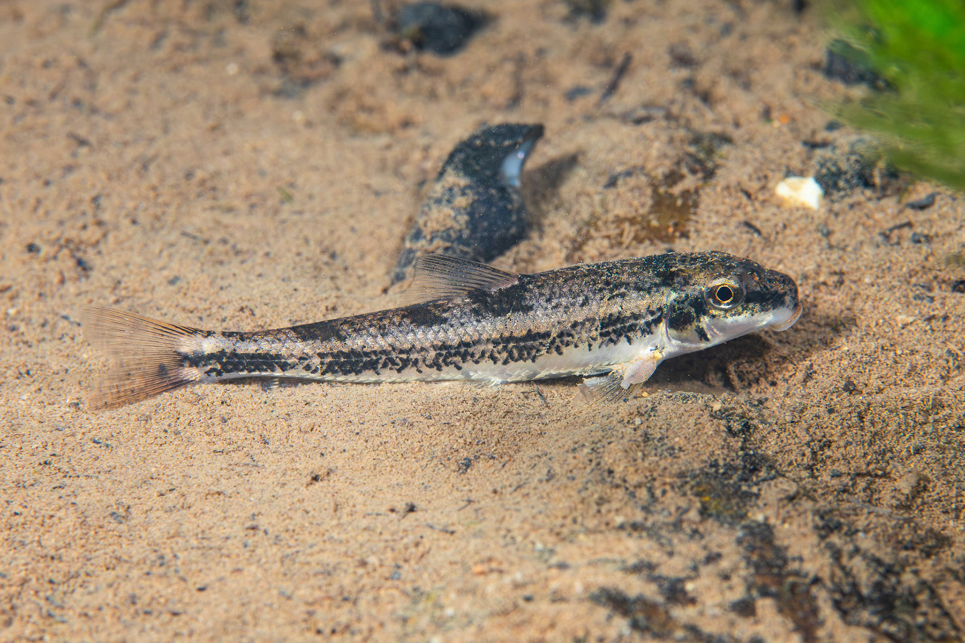 Alabama Hogsucker
