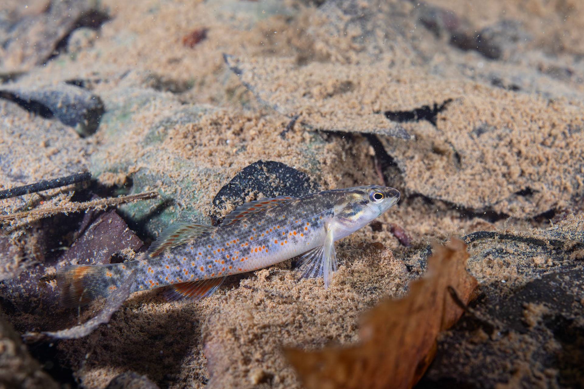 Redspot Darter