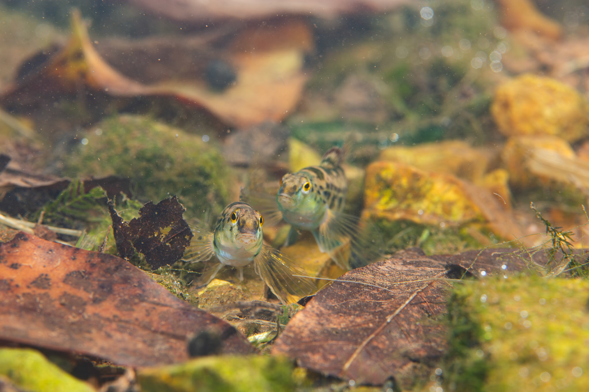 Birmingham Darter (Etheostoma birminghamense)