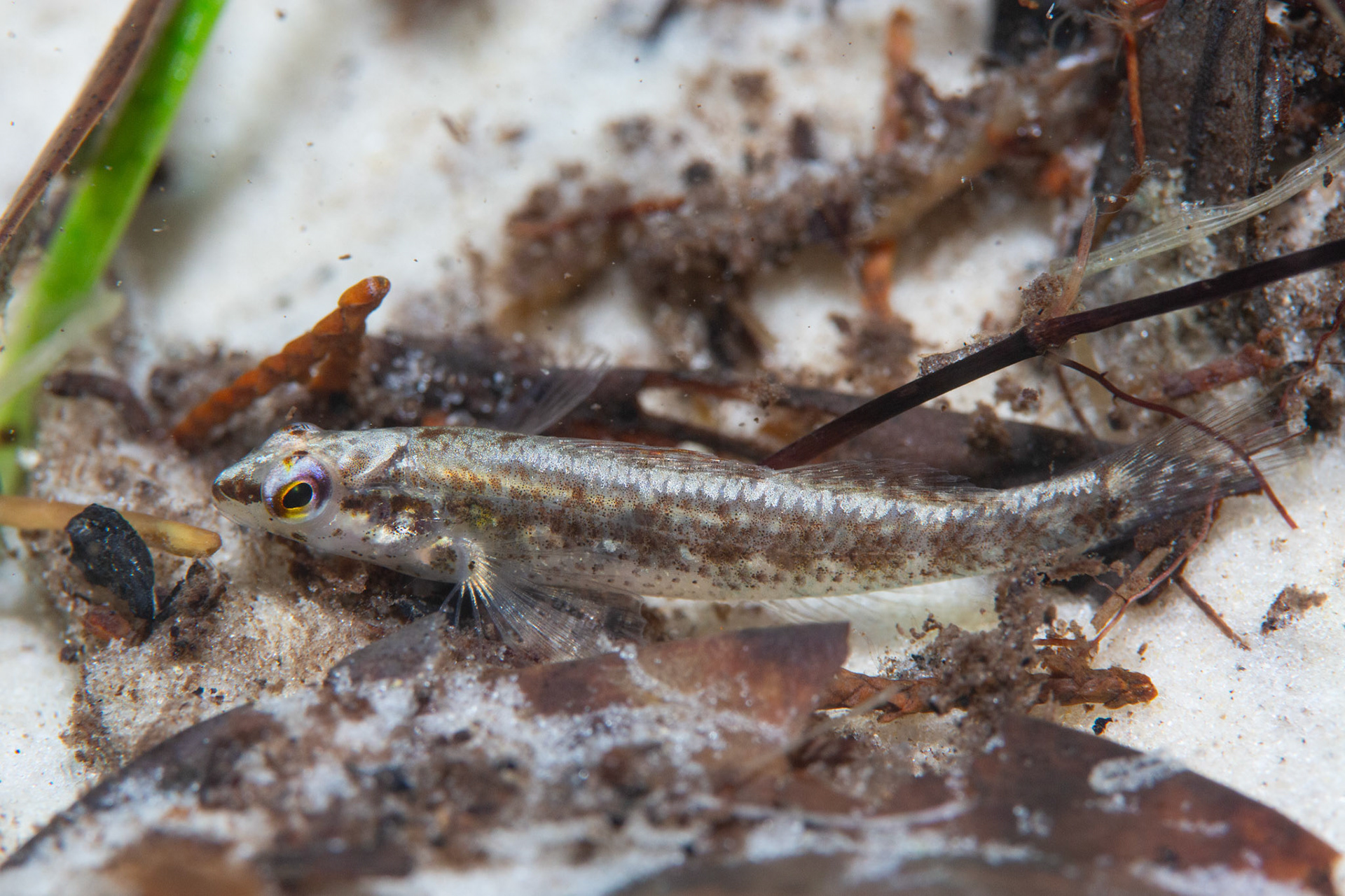 Okaloosa darter (Etheostoma okaloosae)
