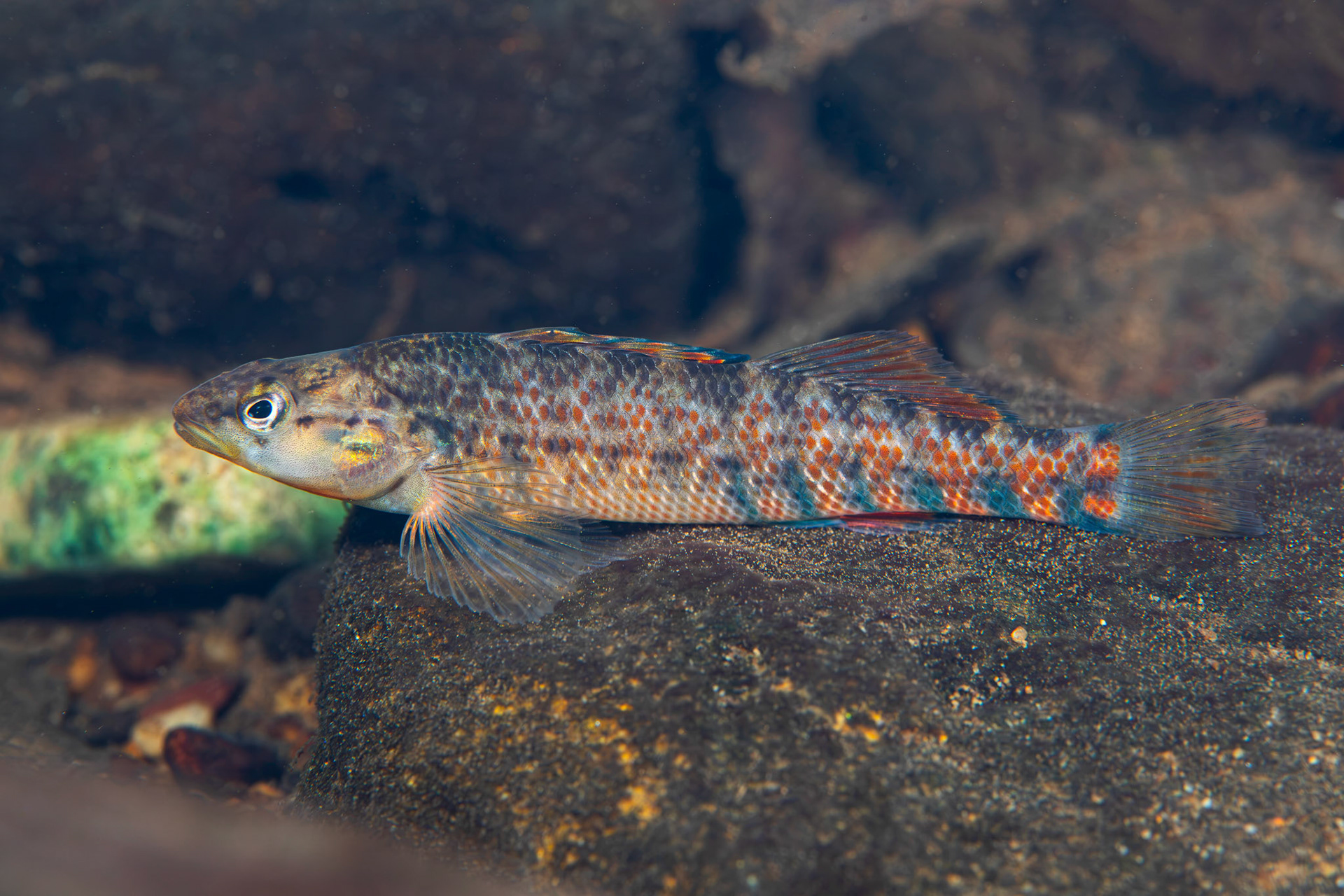 Rainbow Darter