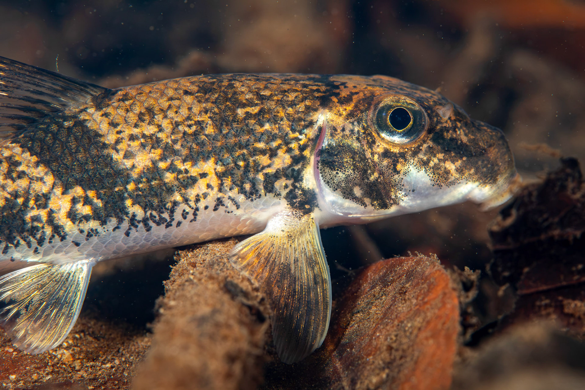 Northern Hogsucker