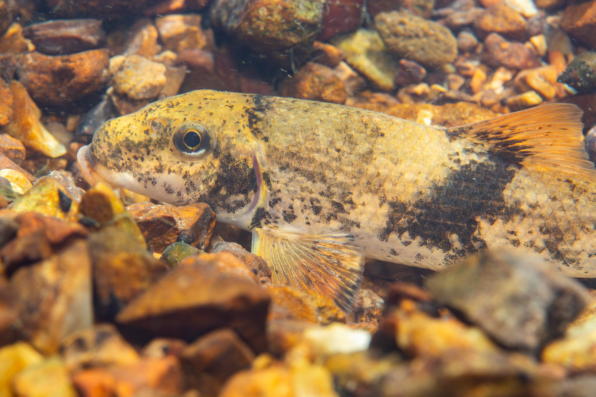 Alabama Hog Sucker (Hypentelium etowanum)