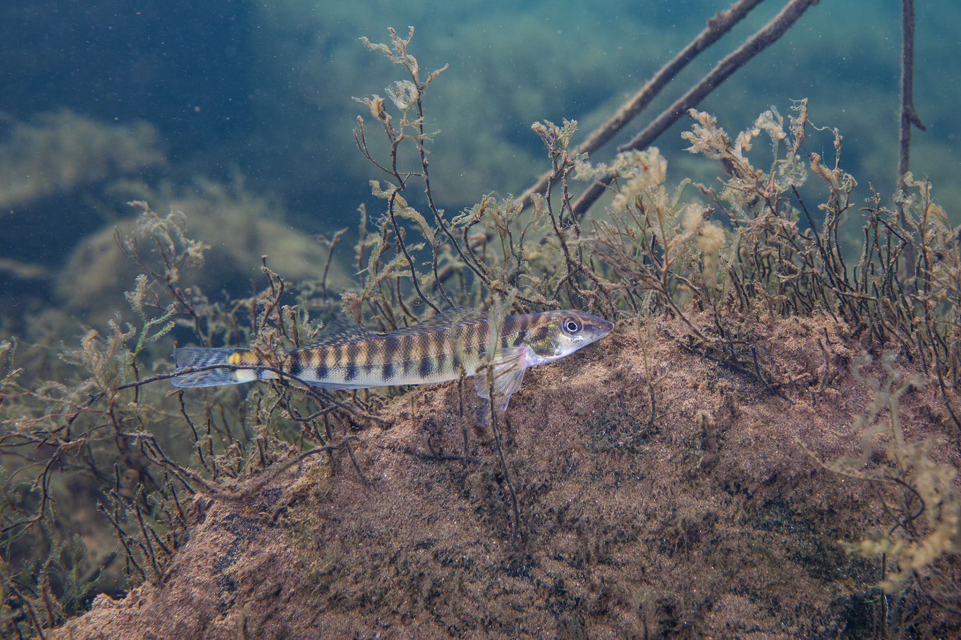 Common Logperch
