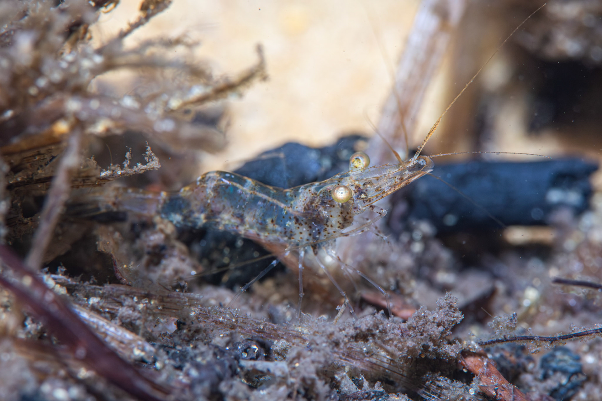 Glass Shrimp (Genus sp.)