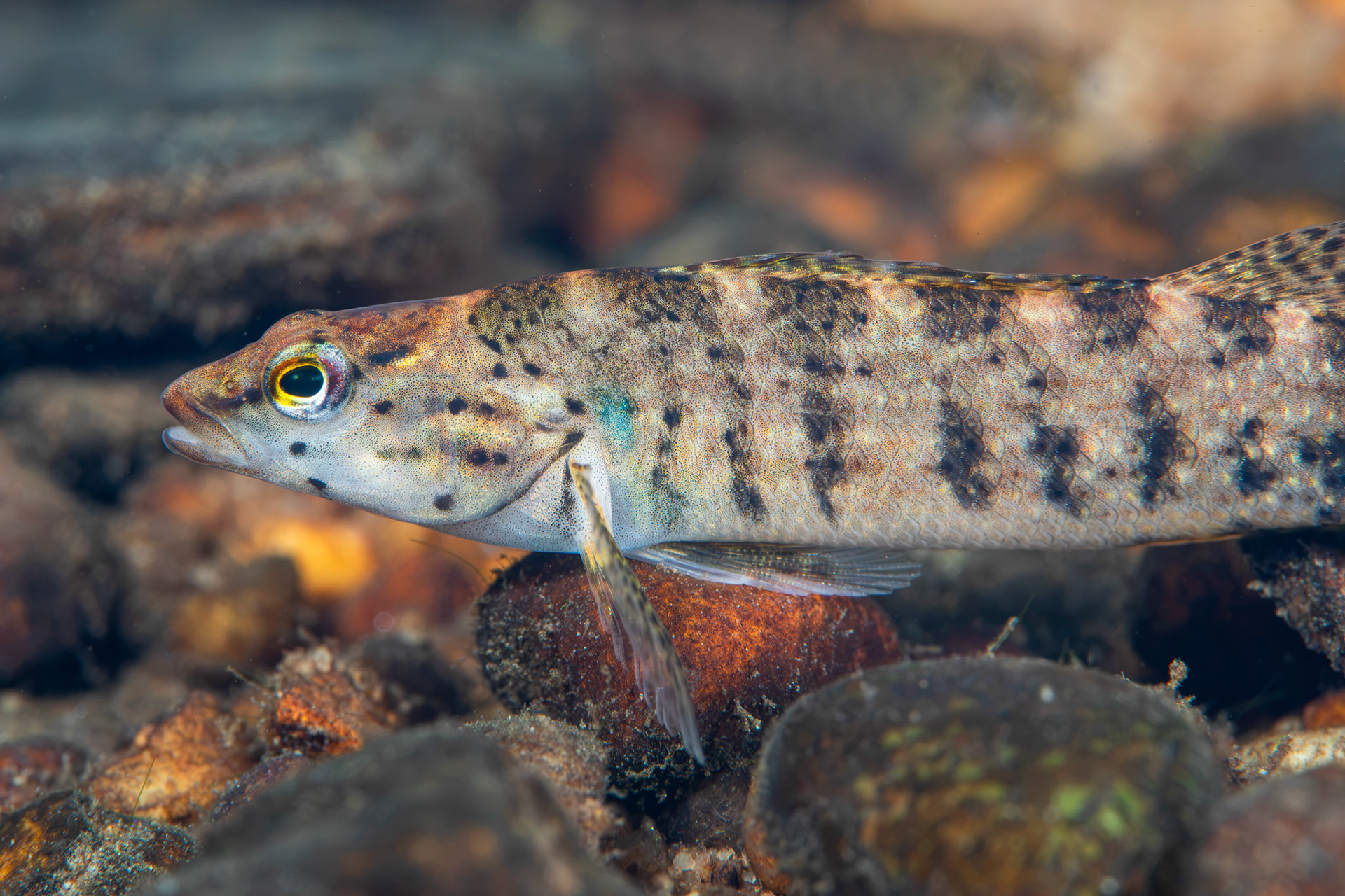 Redline Darter