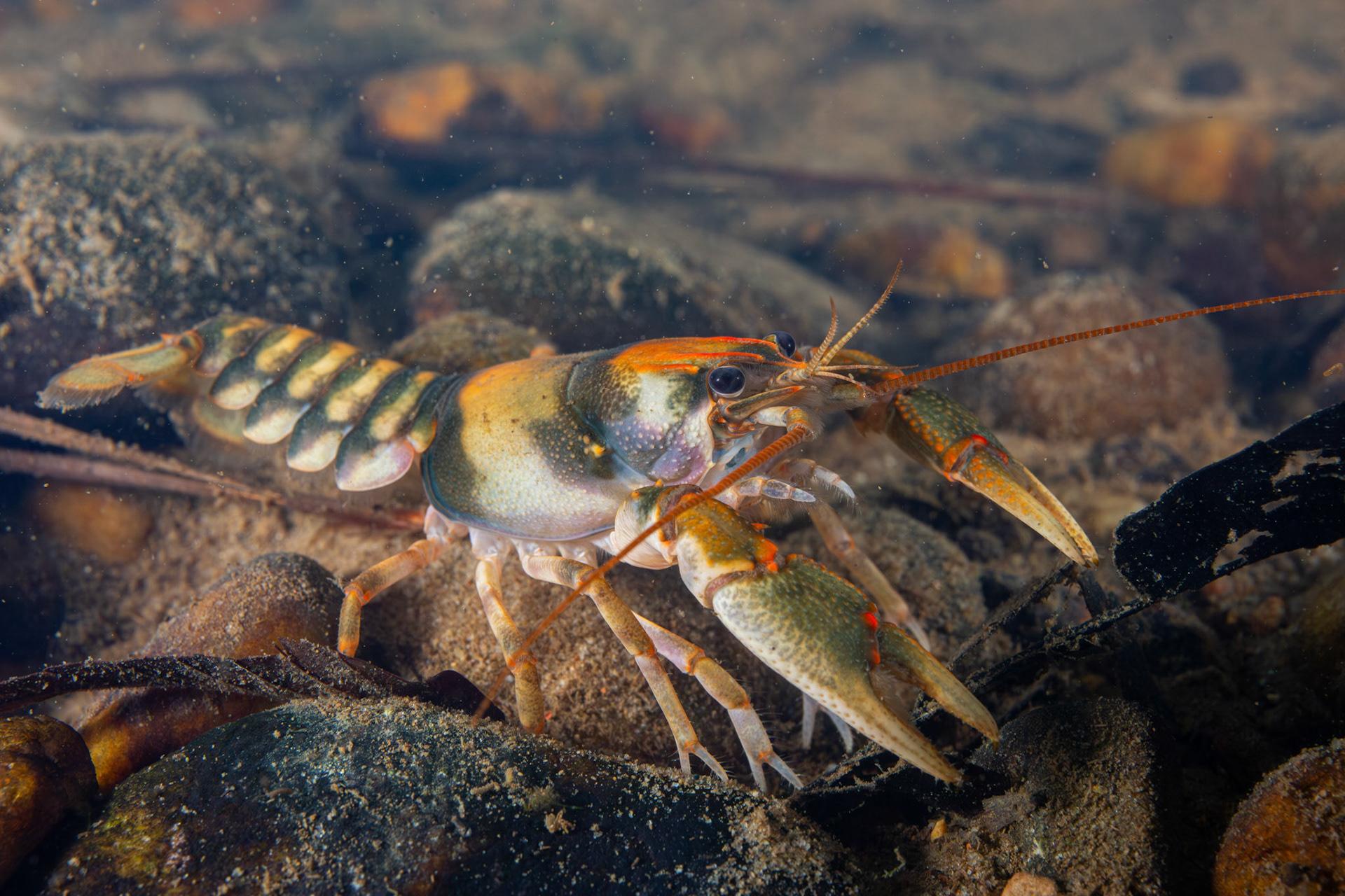 Coosa Crayfish (Cambarus coosae)