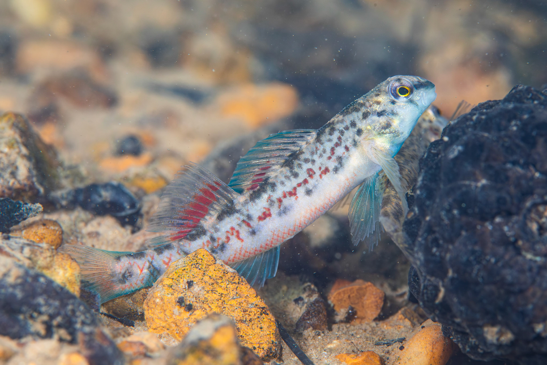Tombigbee Darter