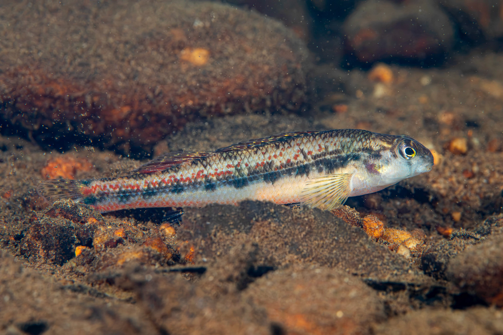 Blackstripe Snubnose Darter