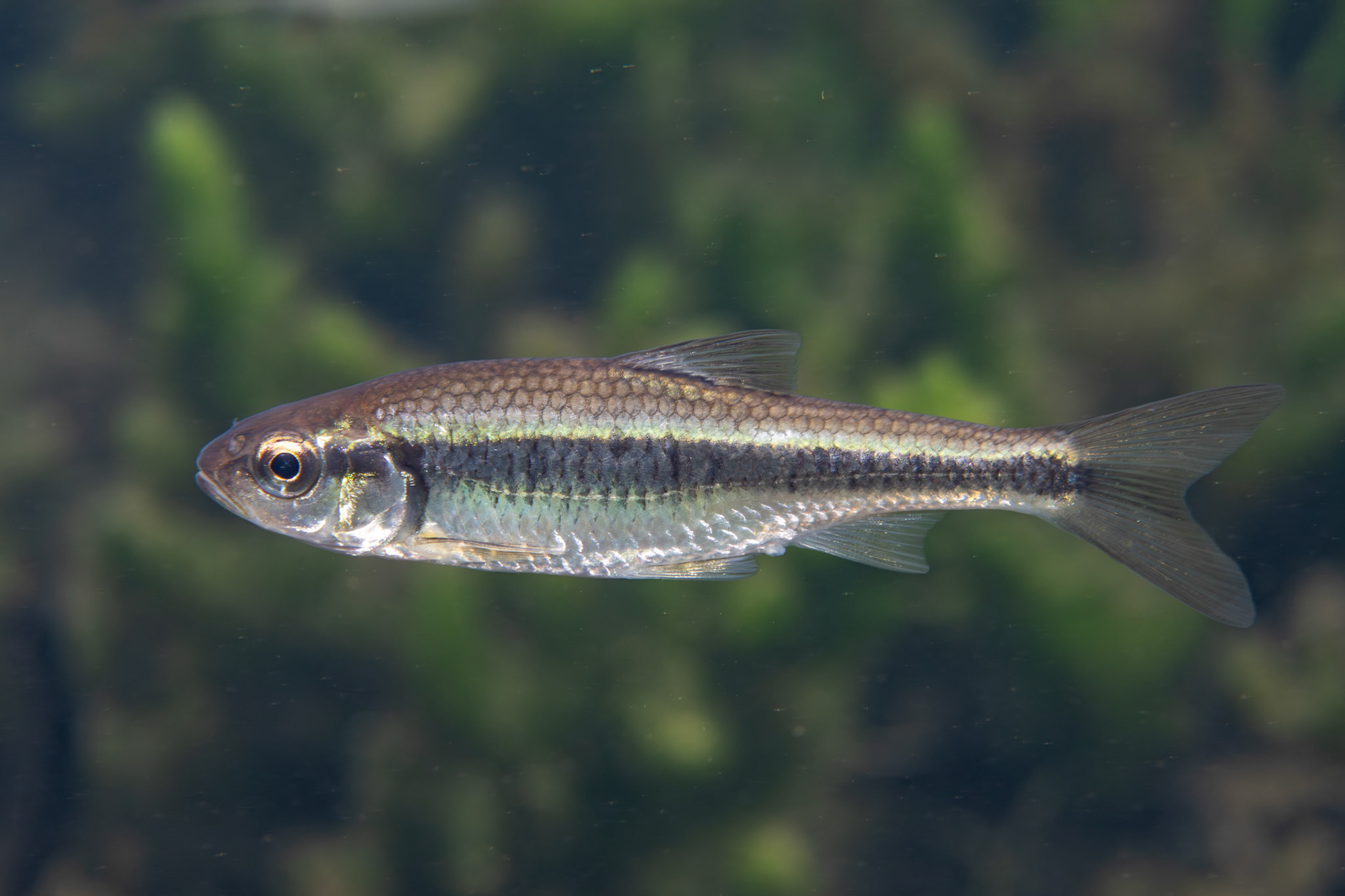 Striped Shiner