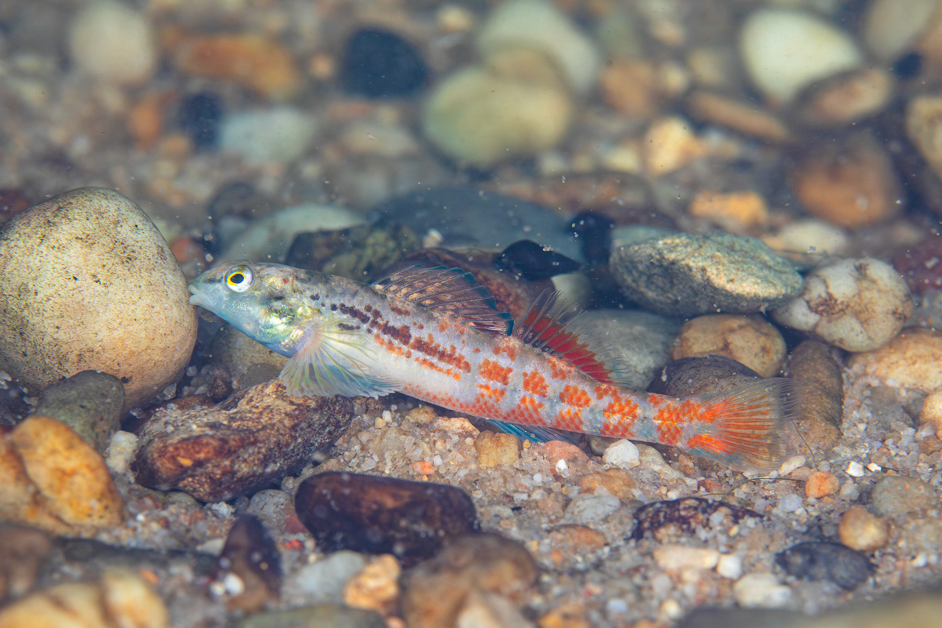 Alabama Darter