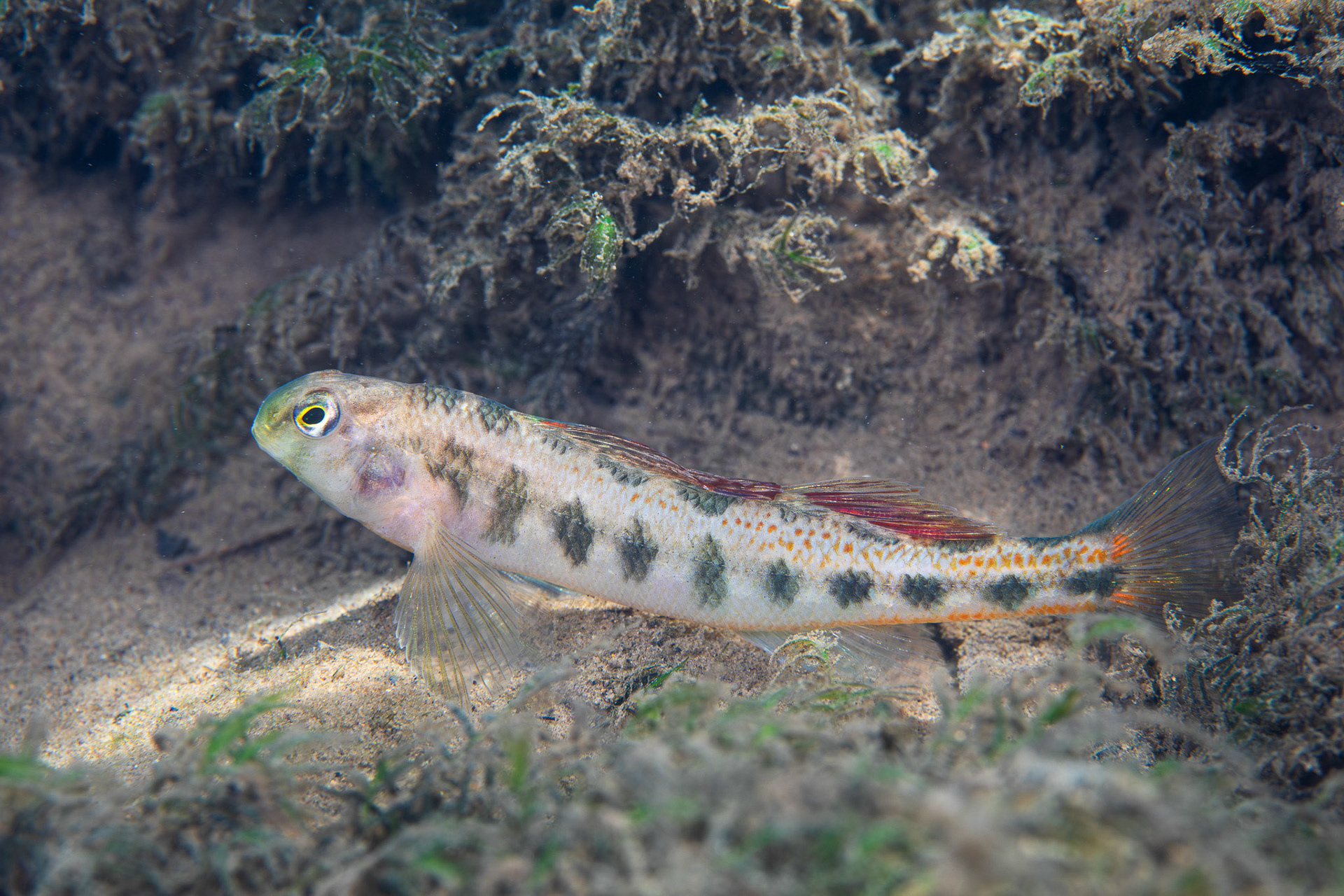 Tennessee Snubnose Darter