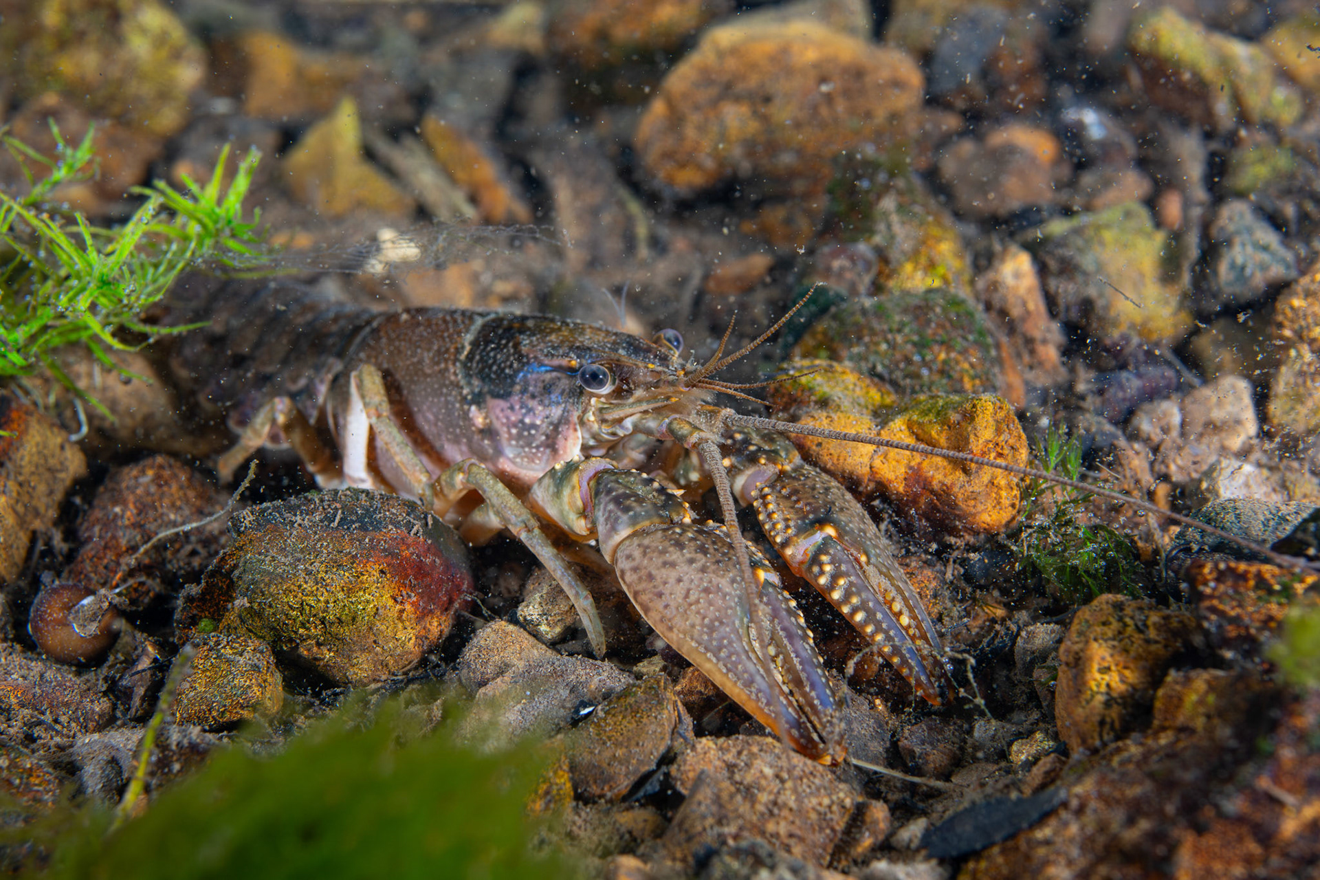 Virile Crayfish