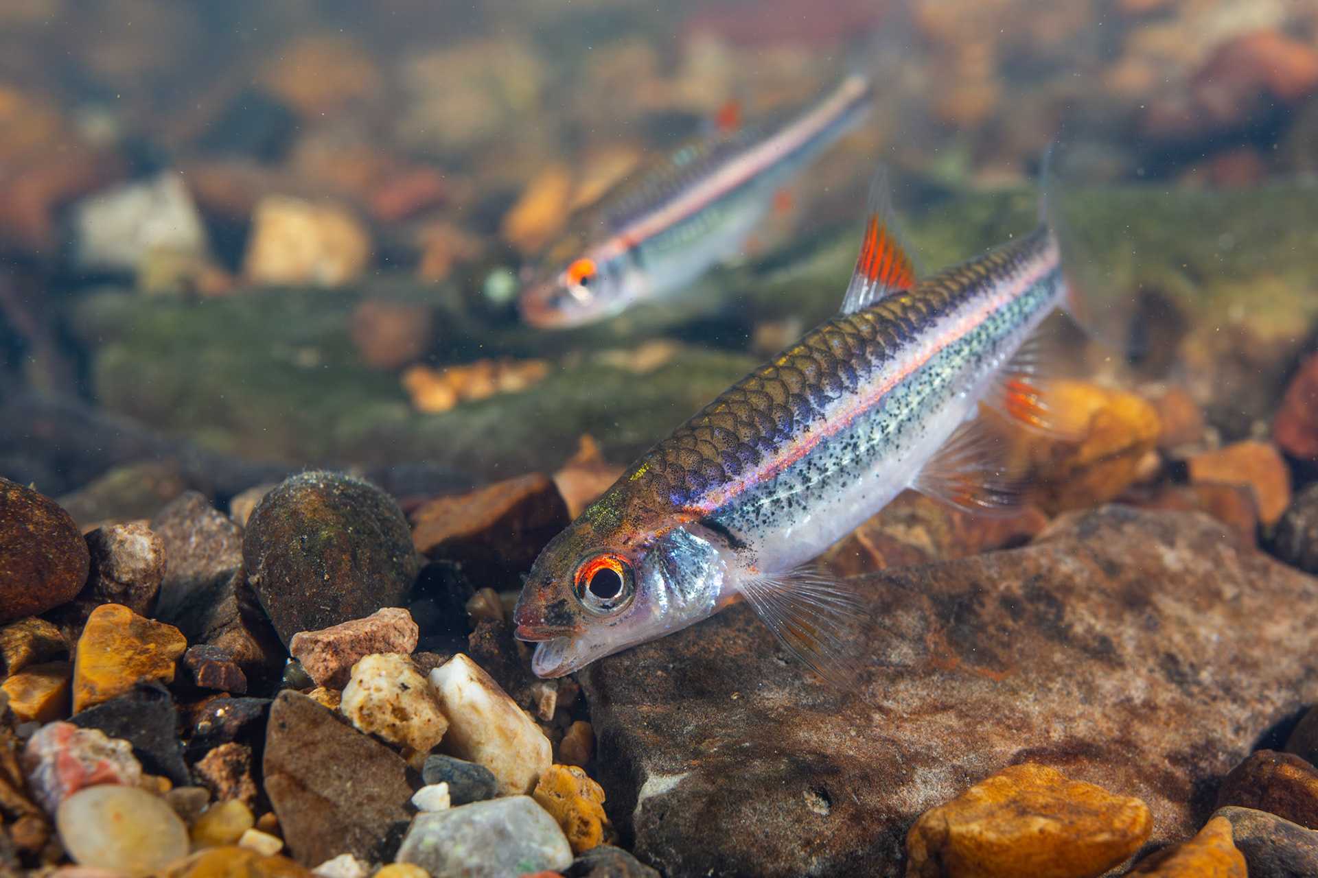 Rainbow Shiner (Hydrophlox chrosomus)