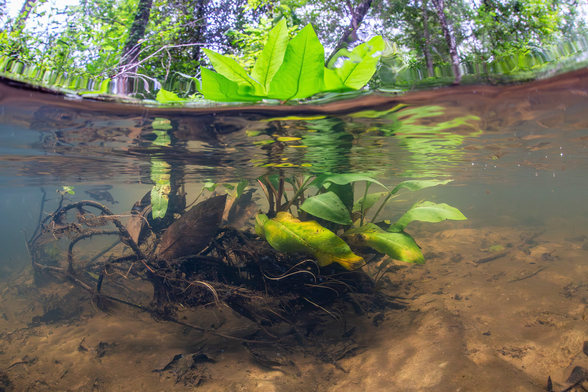 Aquatic vegetation in spring-fed creek