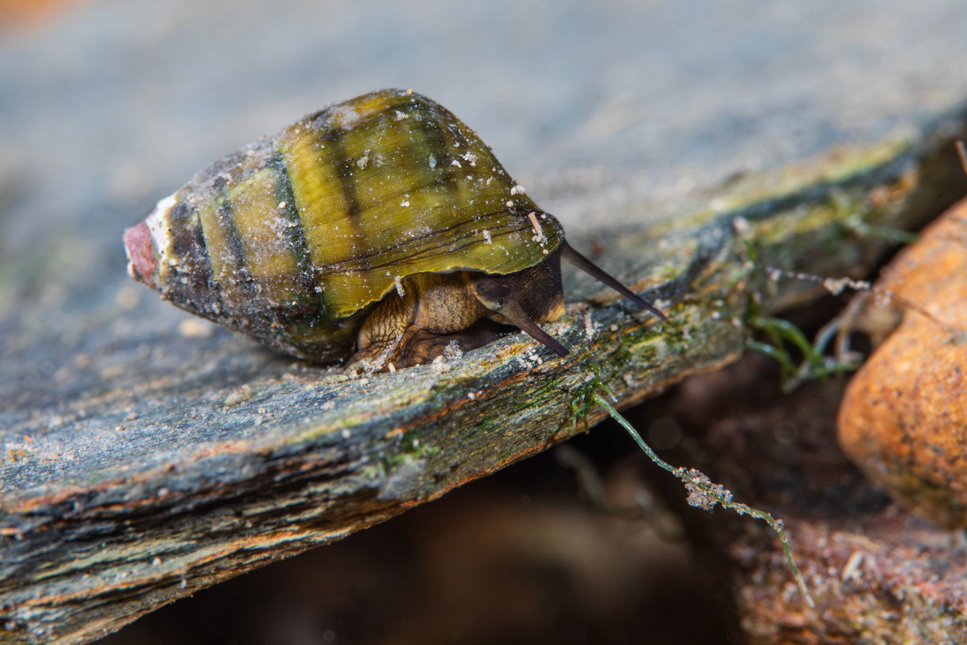 Elimia sp.