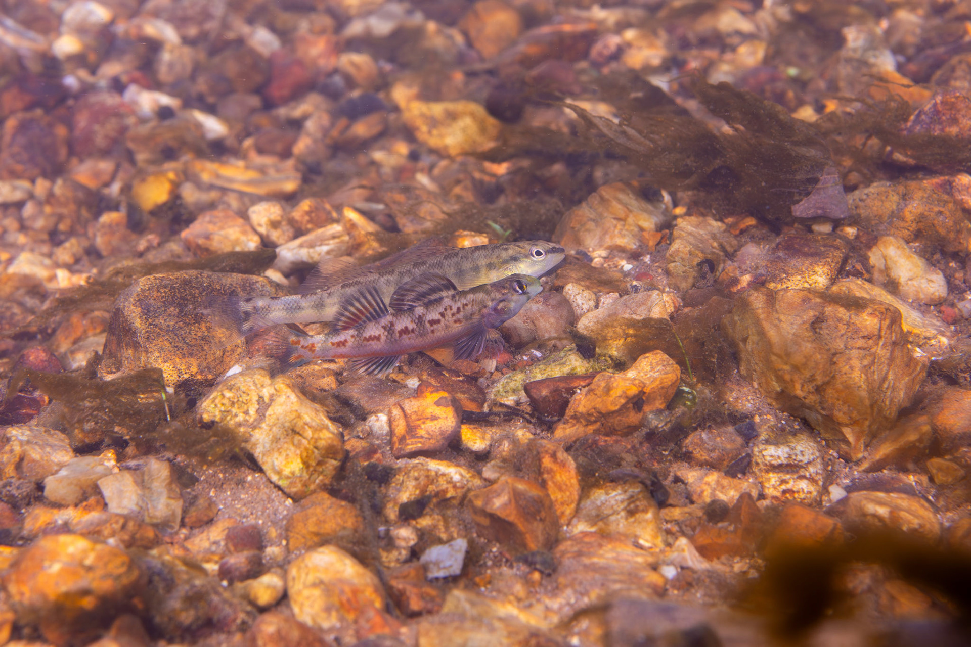 Vermilion darter (Etheostoma chermocki) &amp; Blackbanded Darter (Percina nigrofasciata)