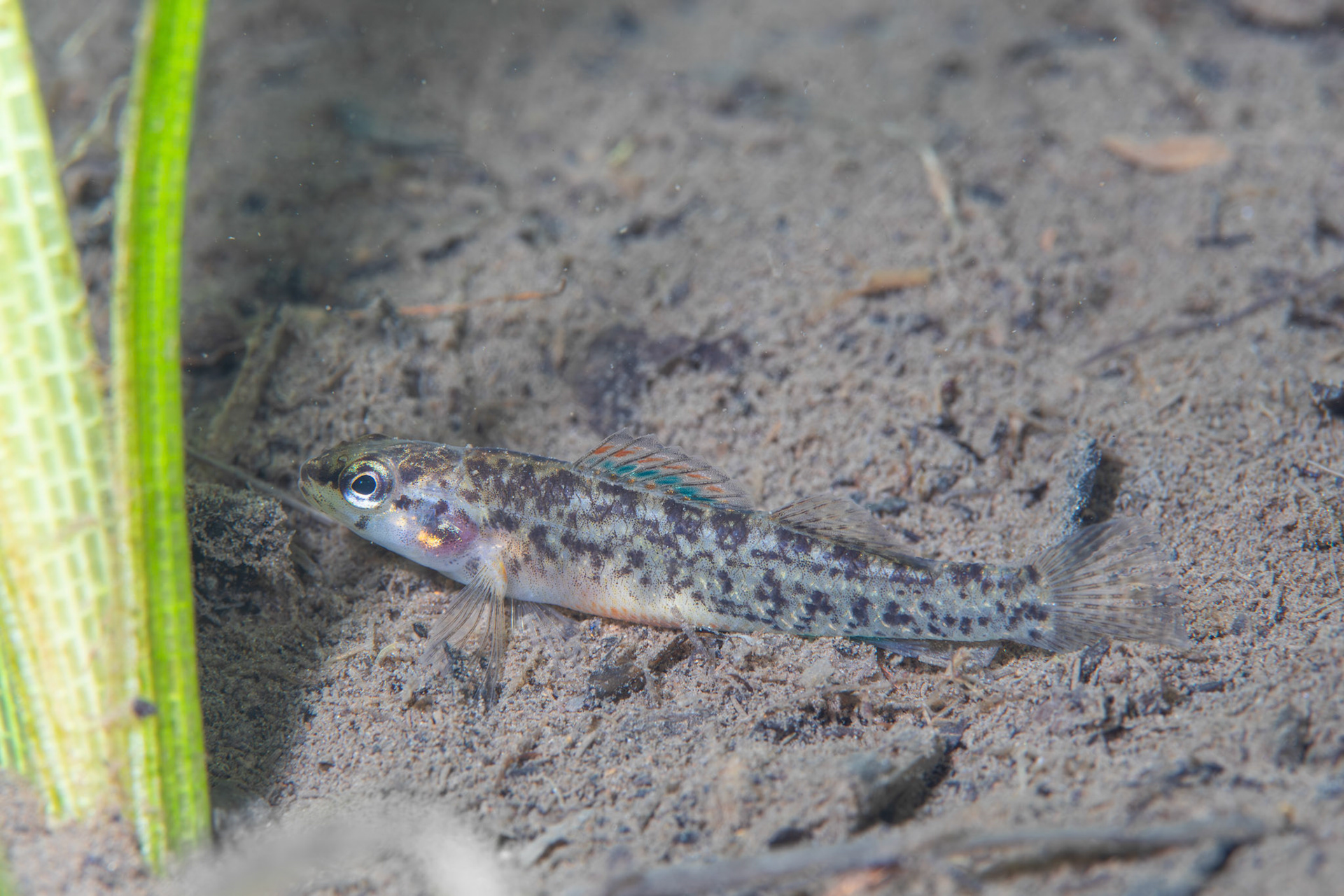 Watercress Darter (Etheostoma nuchale)