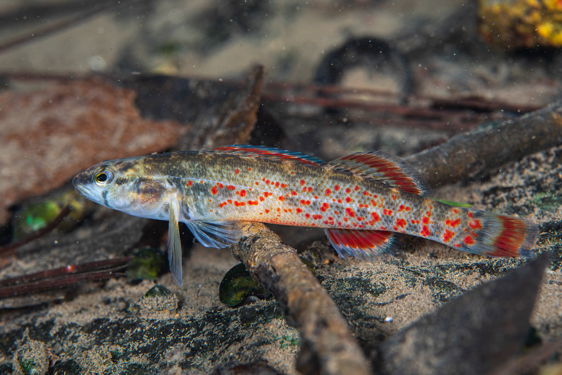Redspot Darter