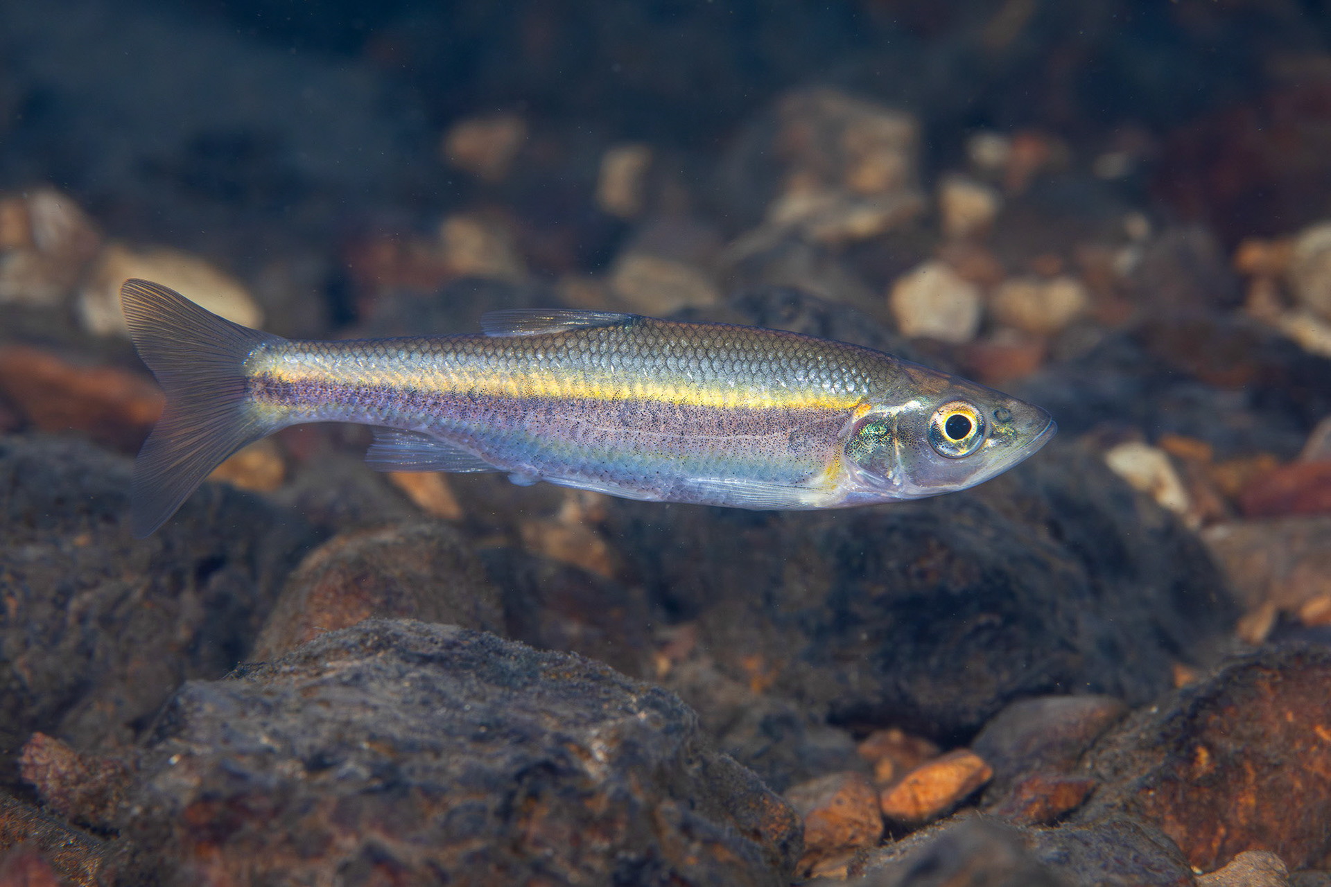 Rosyside Dace
