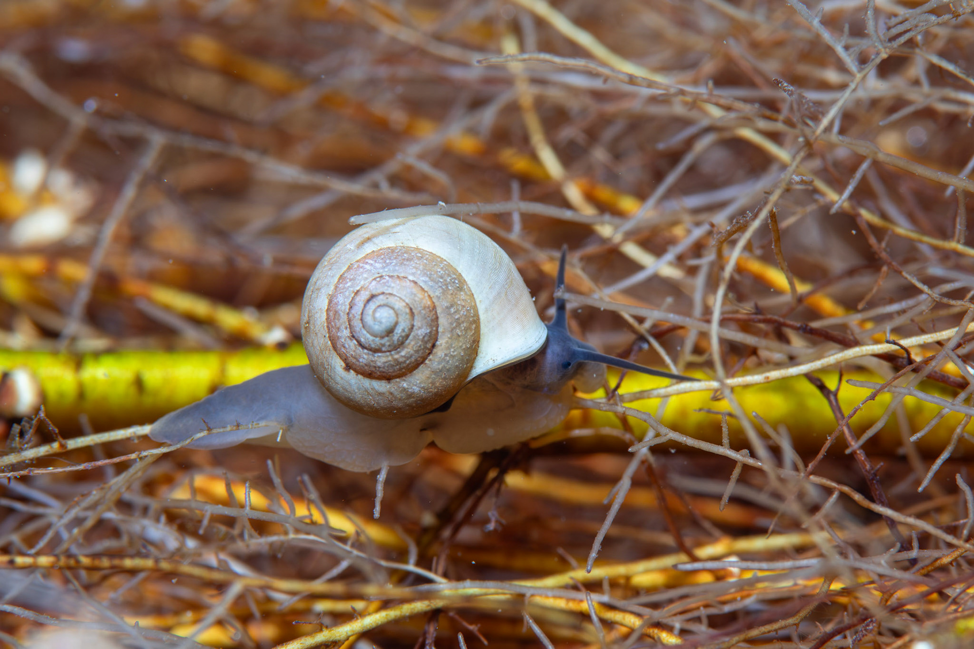Unidentified Snail