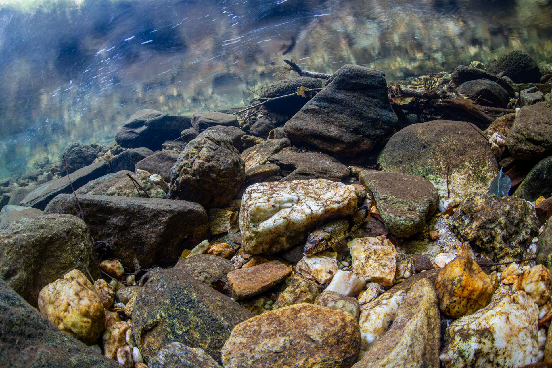 Spring Fed Creek