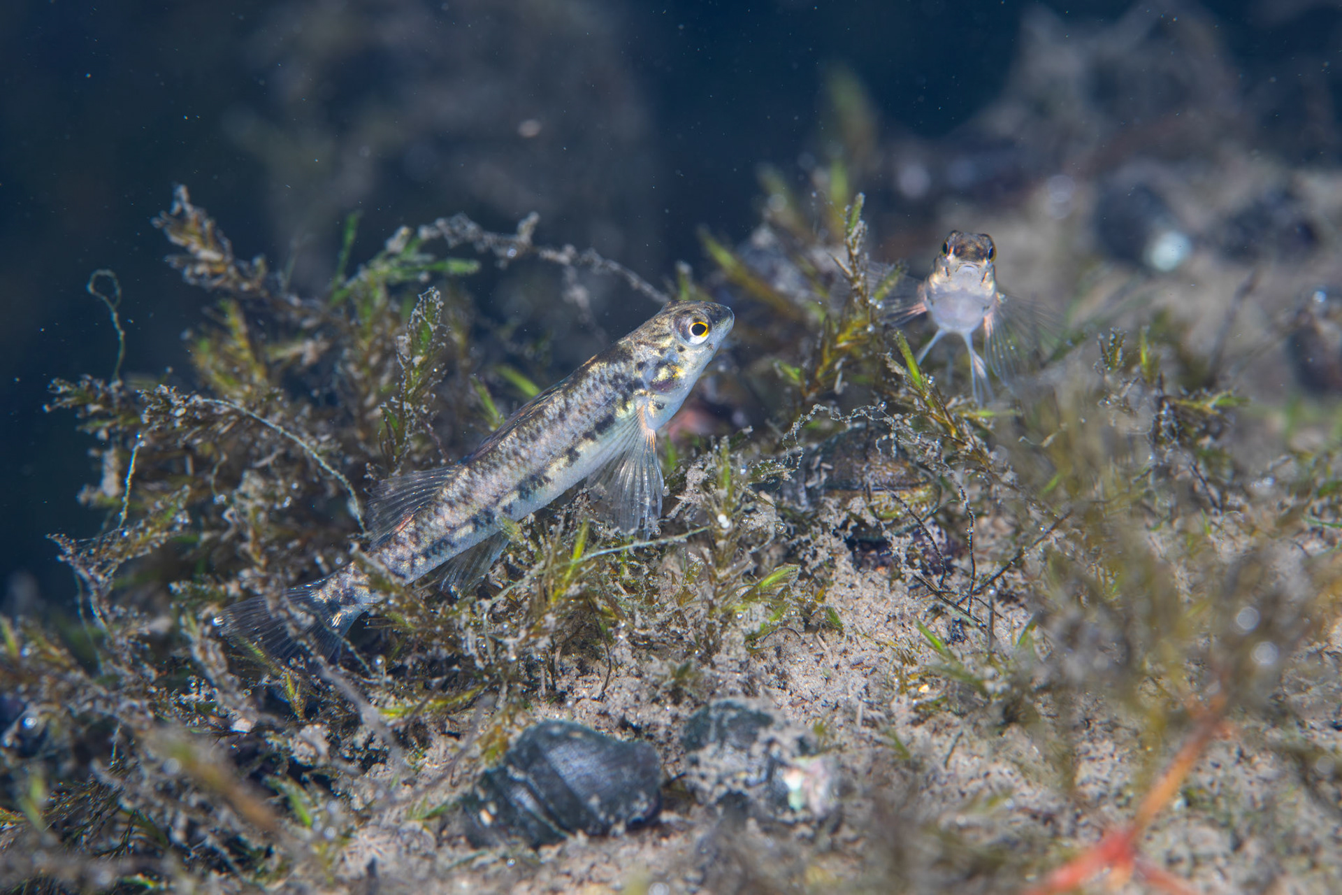 Vermillion Darter (Etheostoma chermocki)