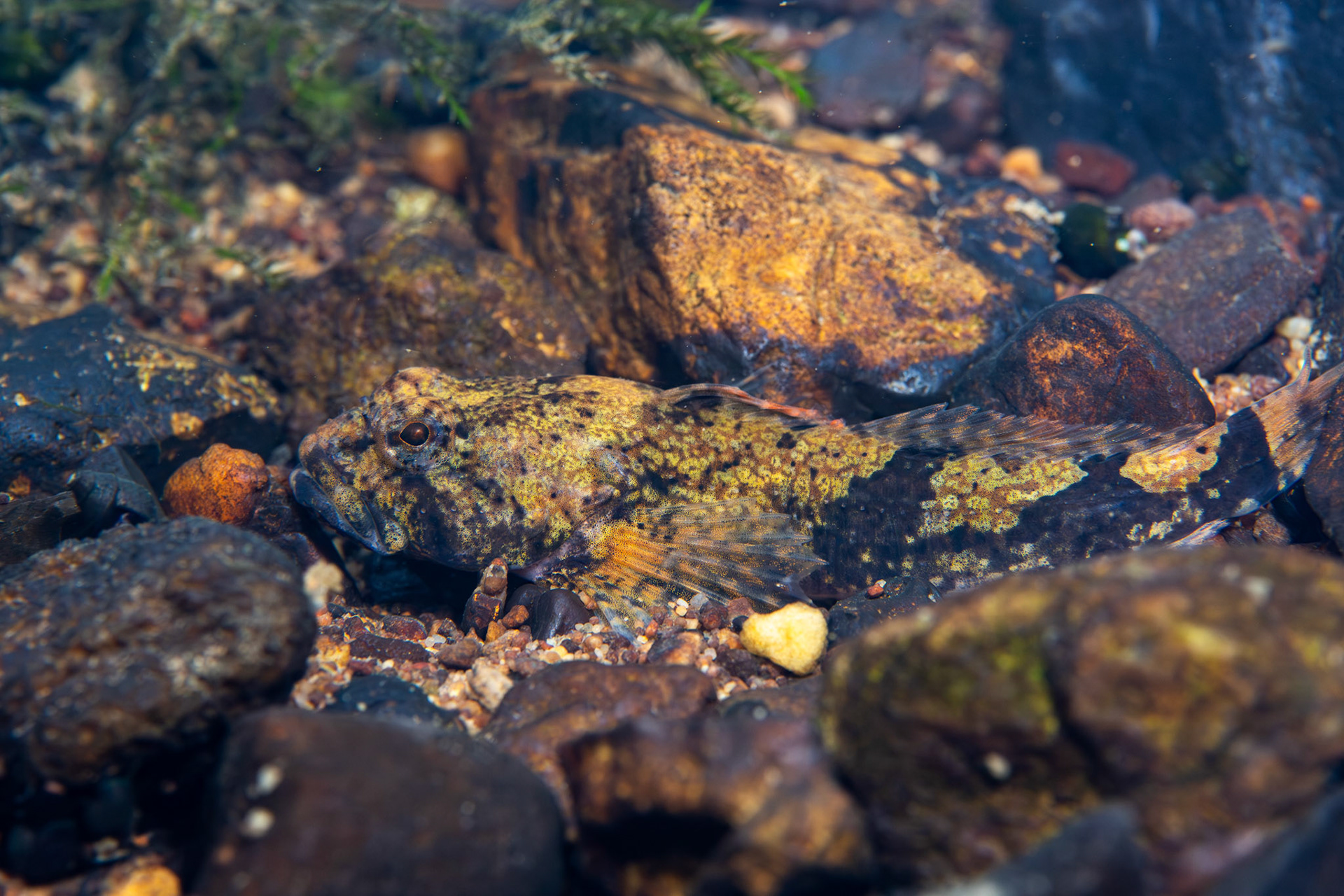 Banded Sculpin