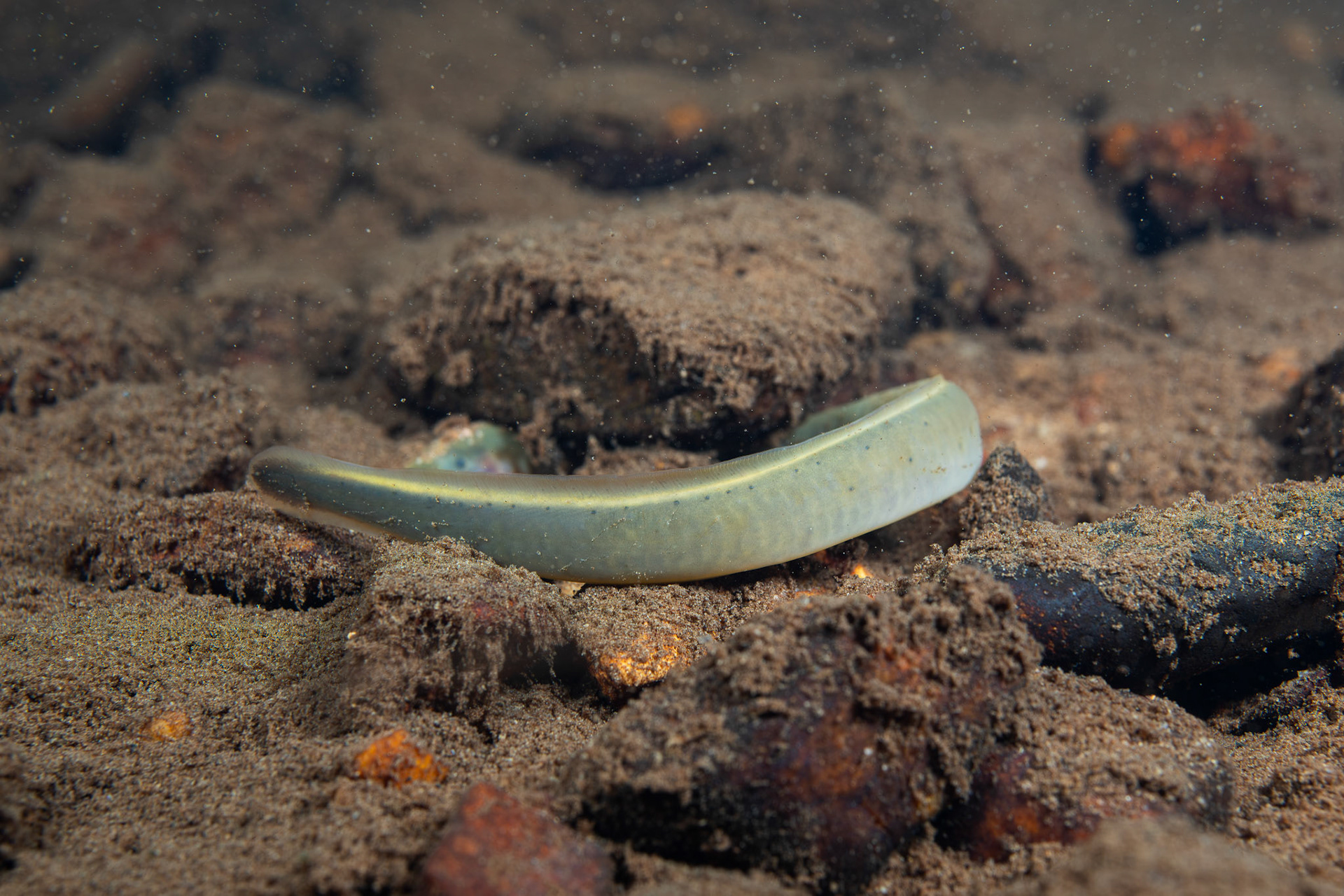 Least Brook Lamprey (?)