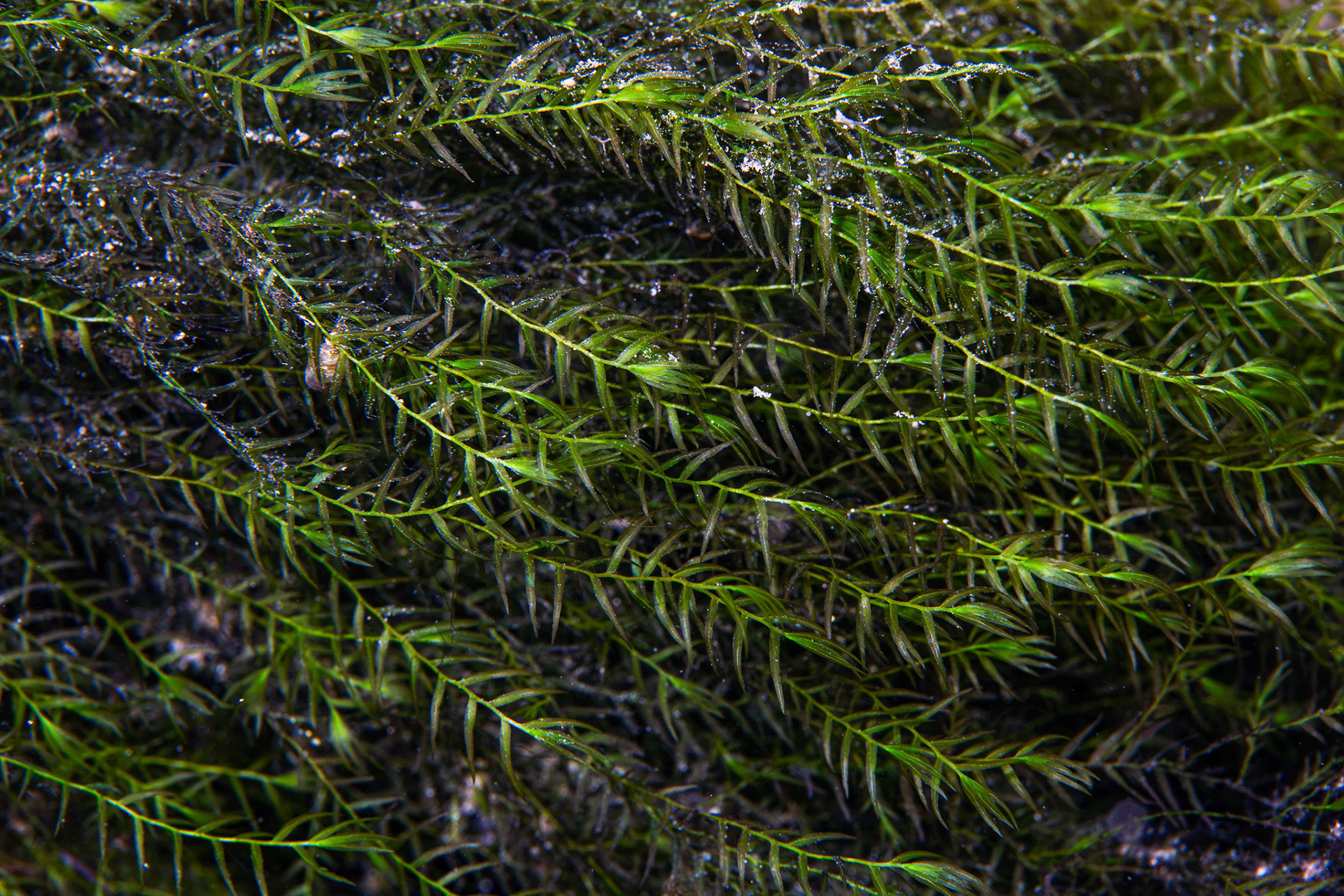 Fernmoss