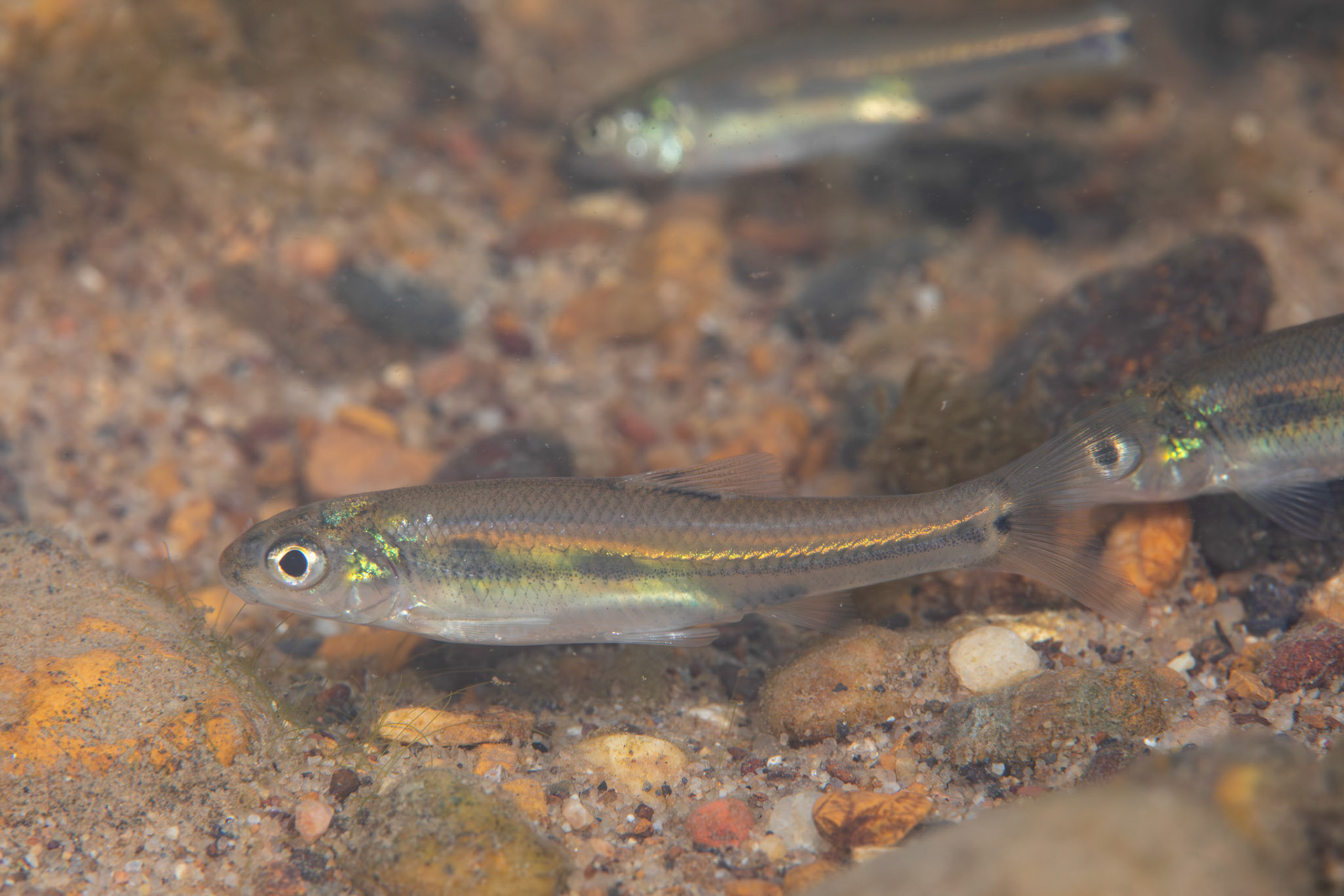 Bullhead Minnow