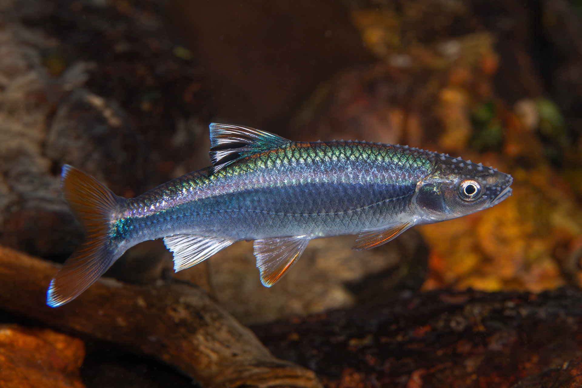 Tricolor Darter