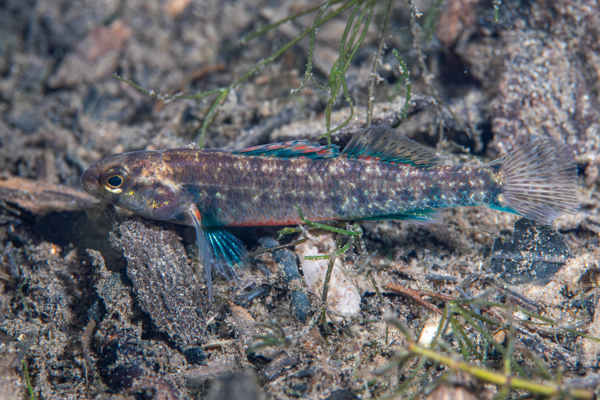 Watercress Darter