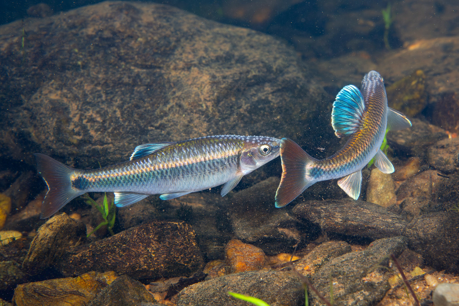 Alabama Shiner