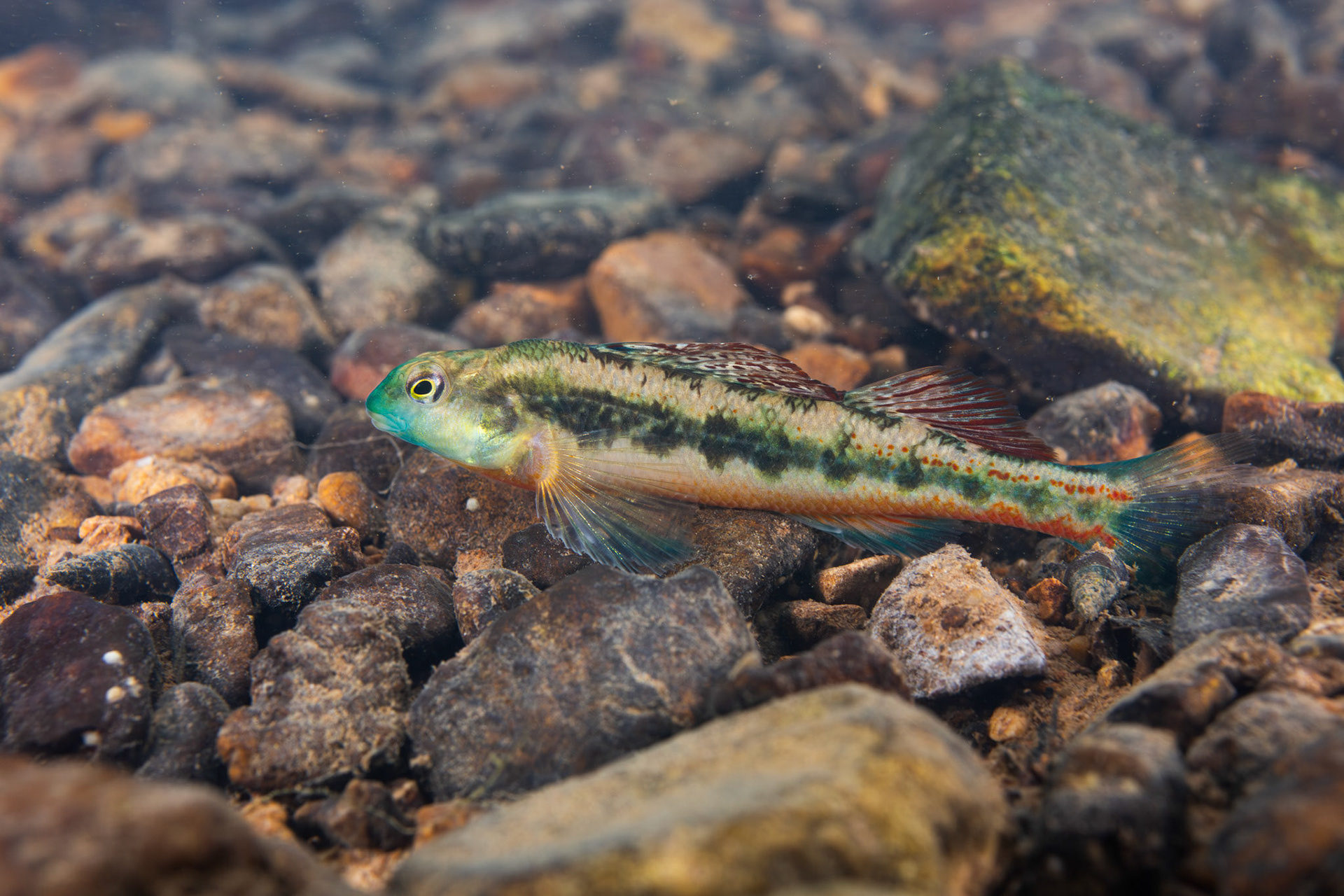 Blacksided Snubnose Darter