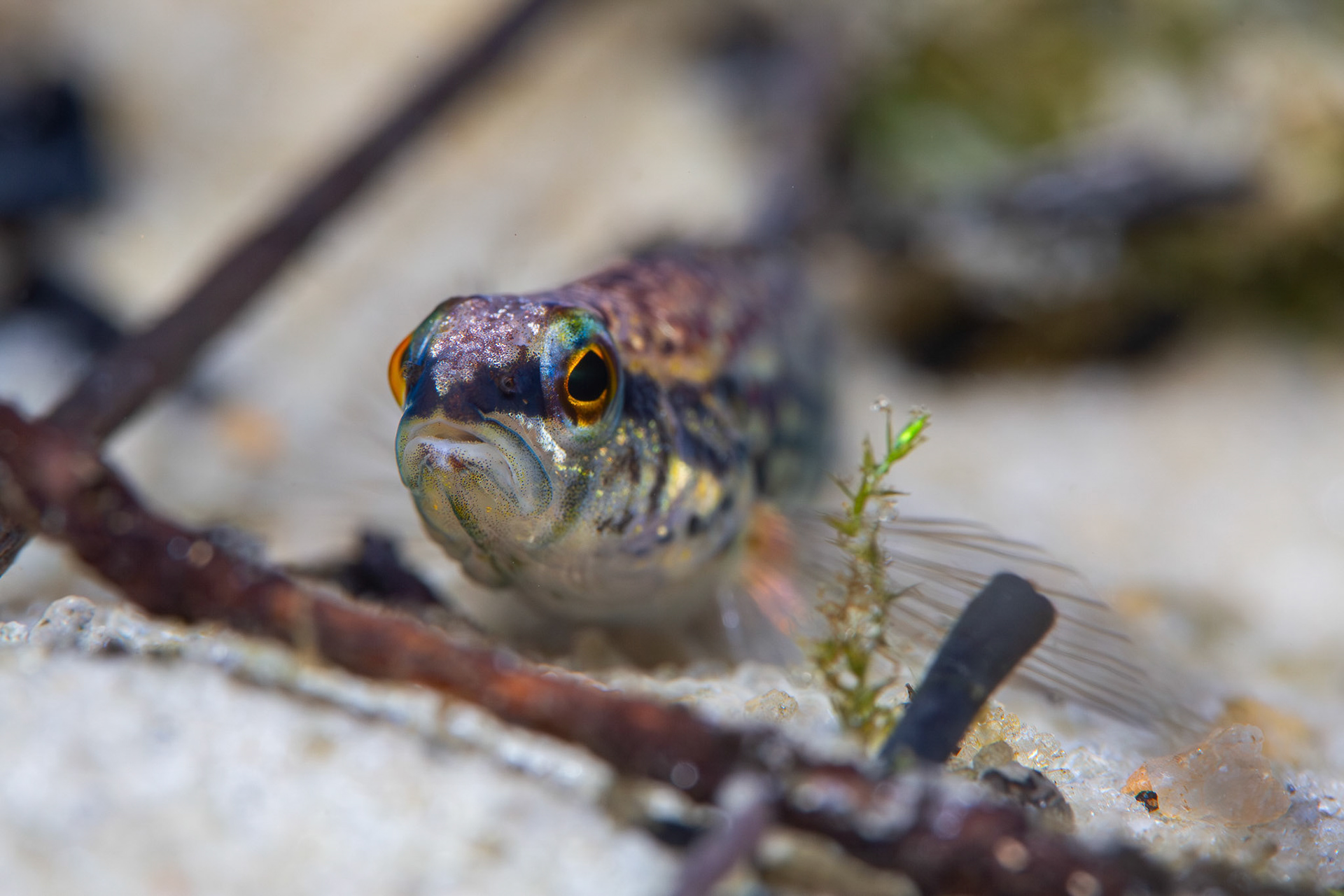 Brown Darter