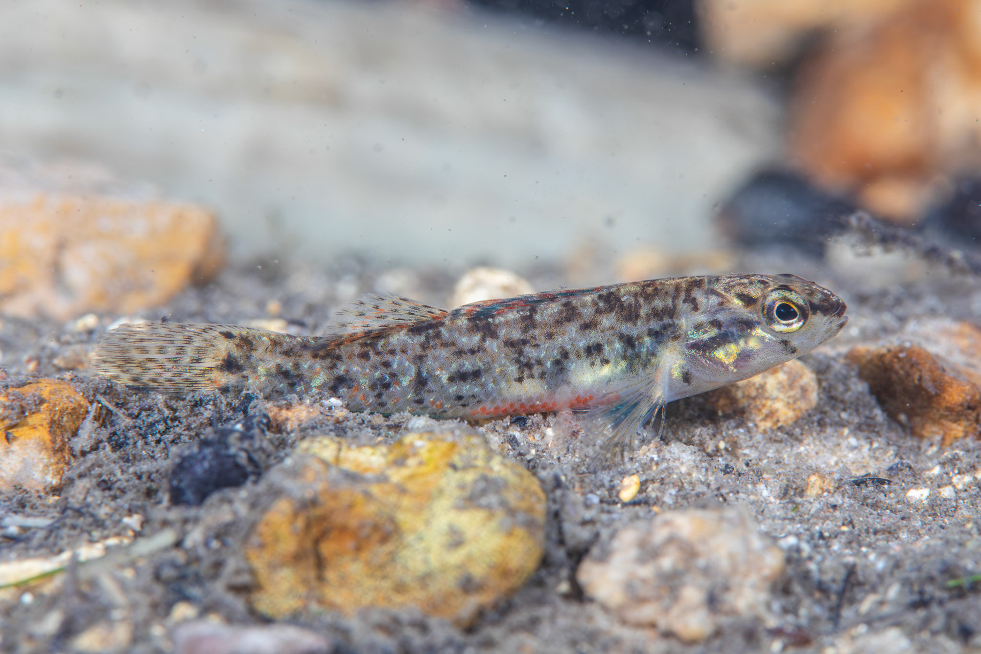 Watercress Darter