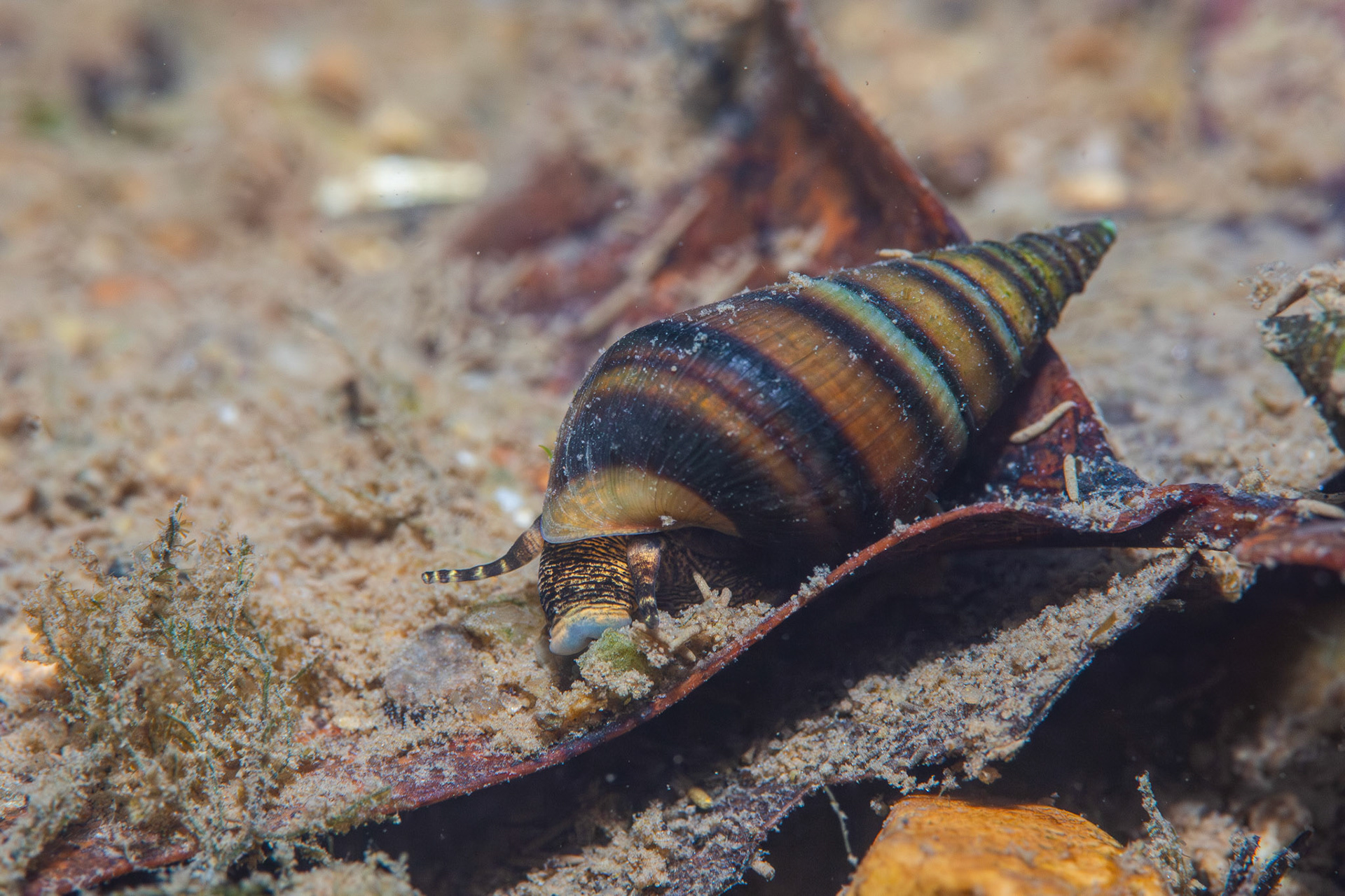 Elimia sp.