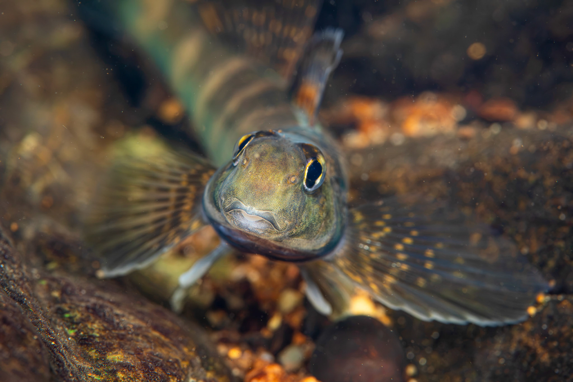 Greenside Darter