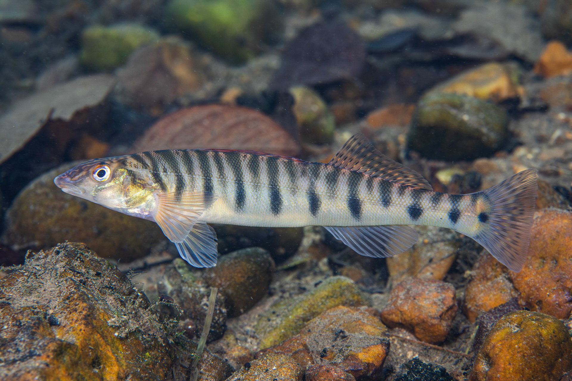 Mobile Logperch